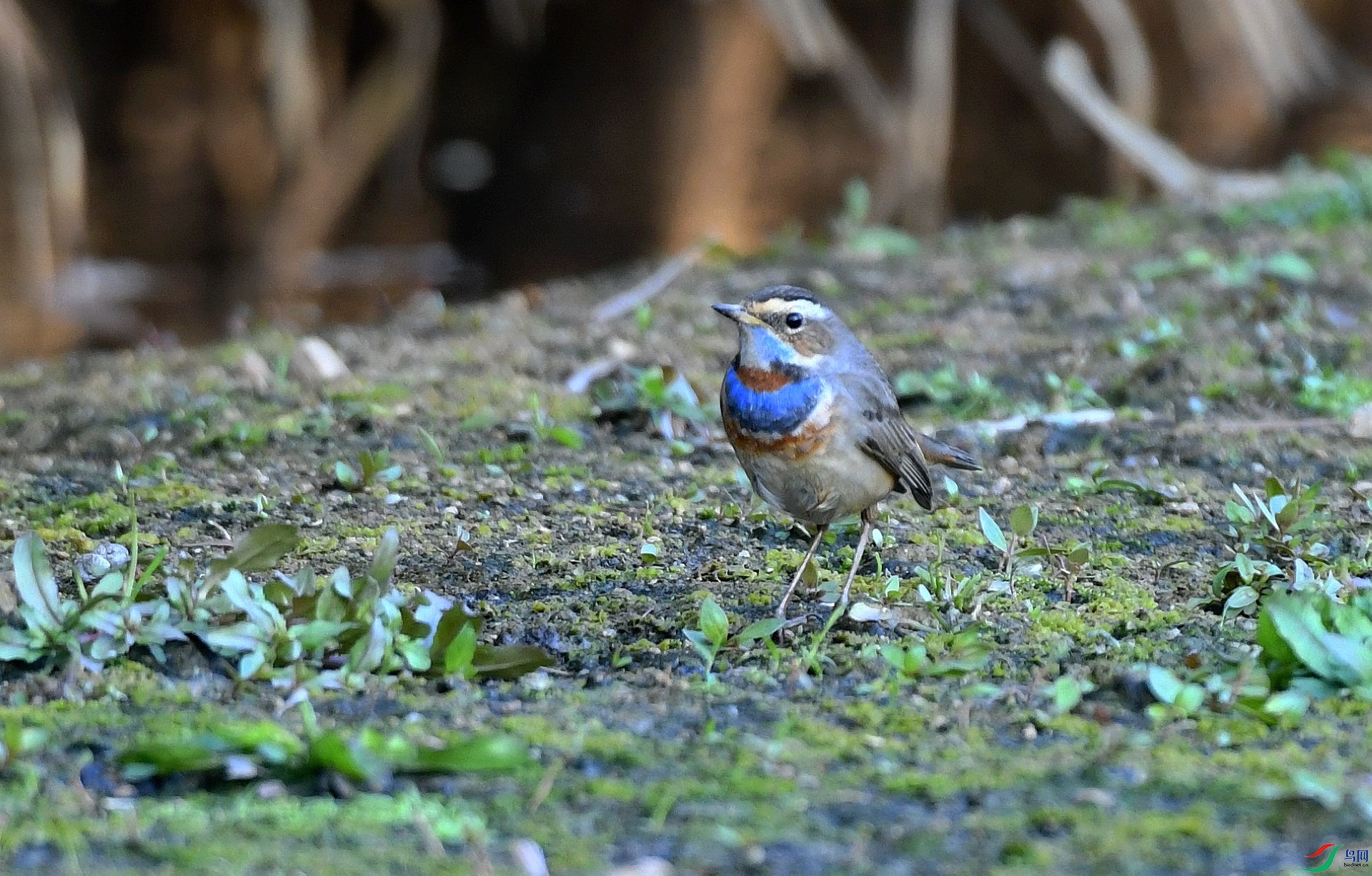 DSC_4383.jpg
