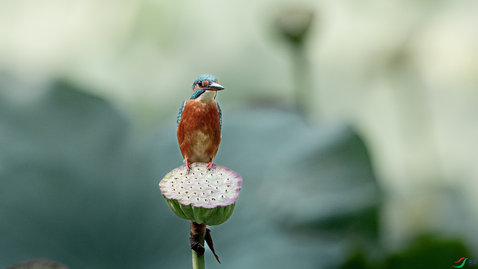 DSC_1374 ����.jpg