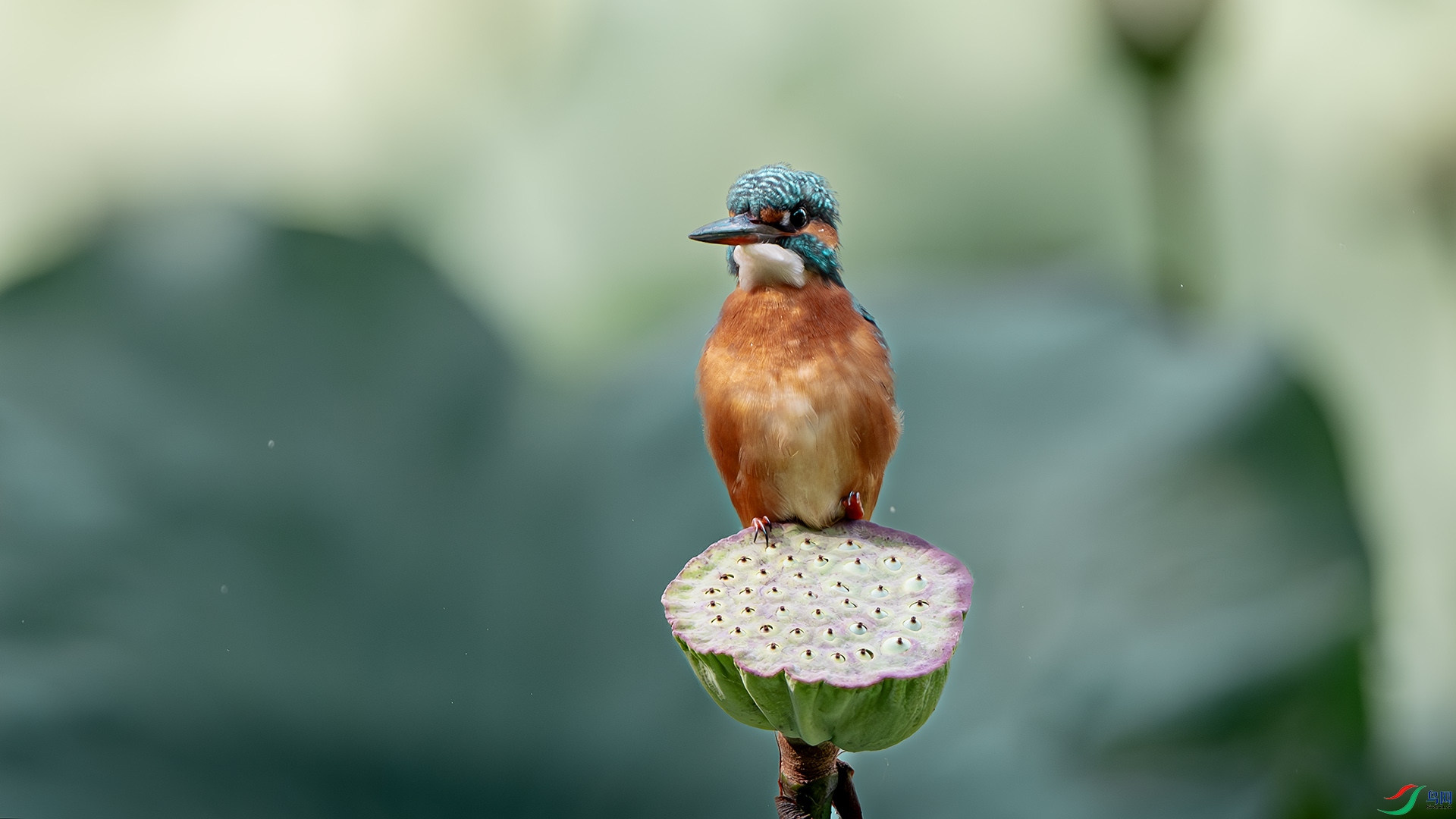 DSC_1377-����ǿ-NR ����.jpg