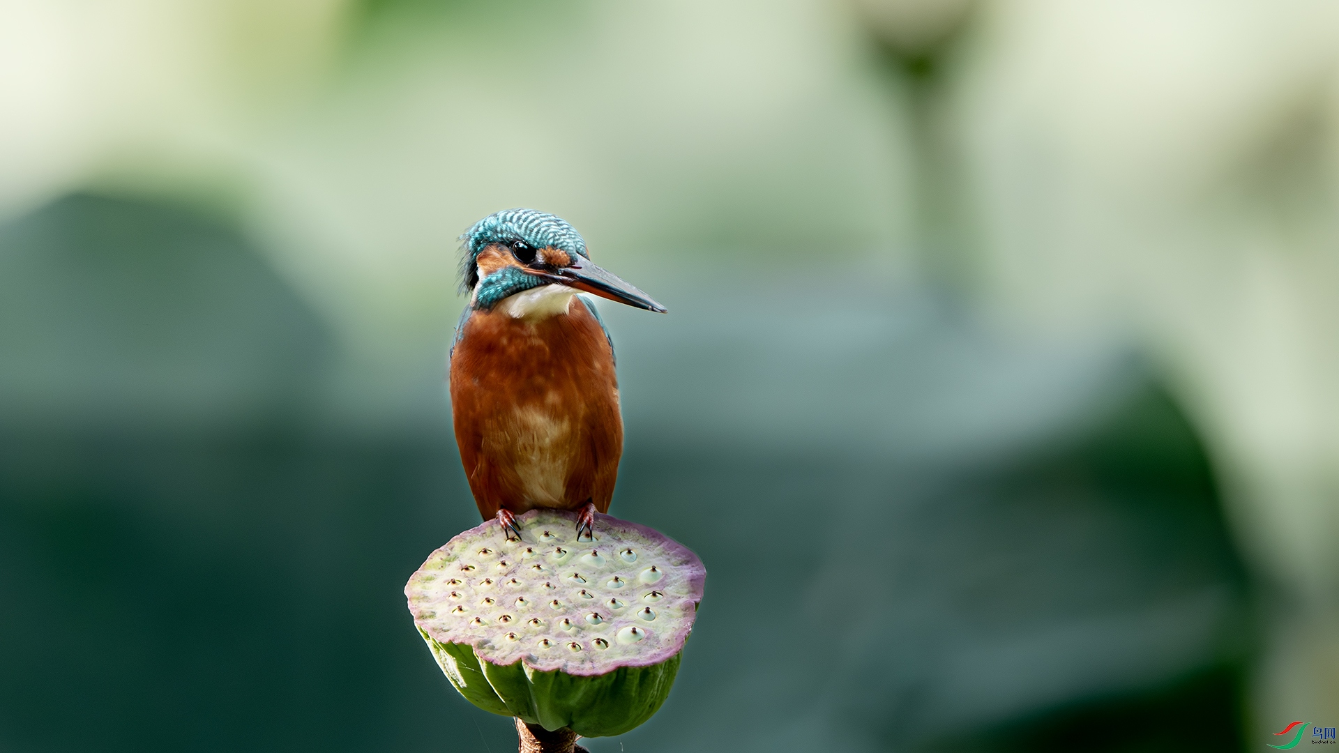 DSC_1418-����ǿ-NR ����.jpg