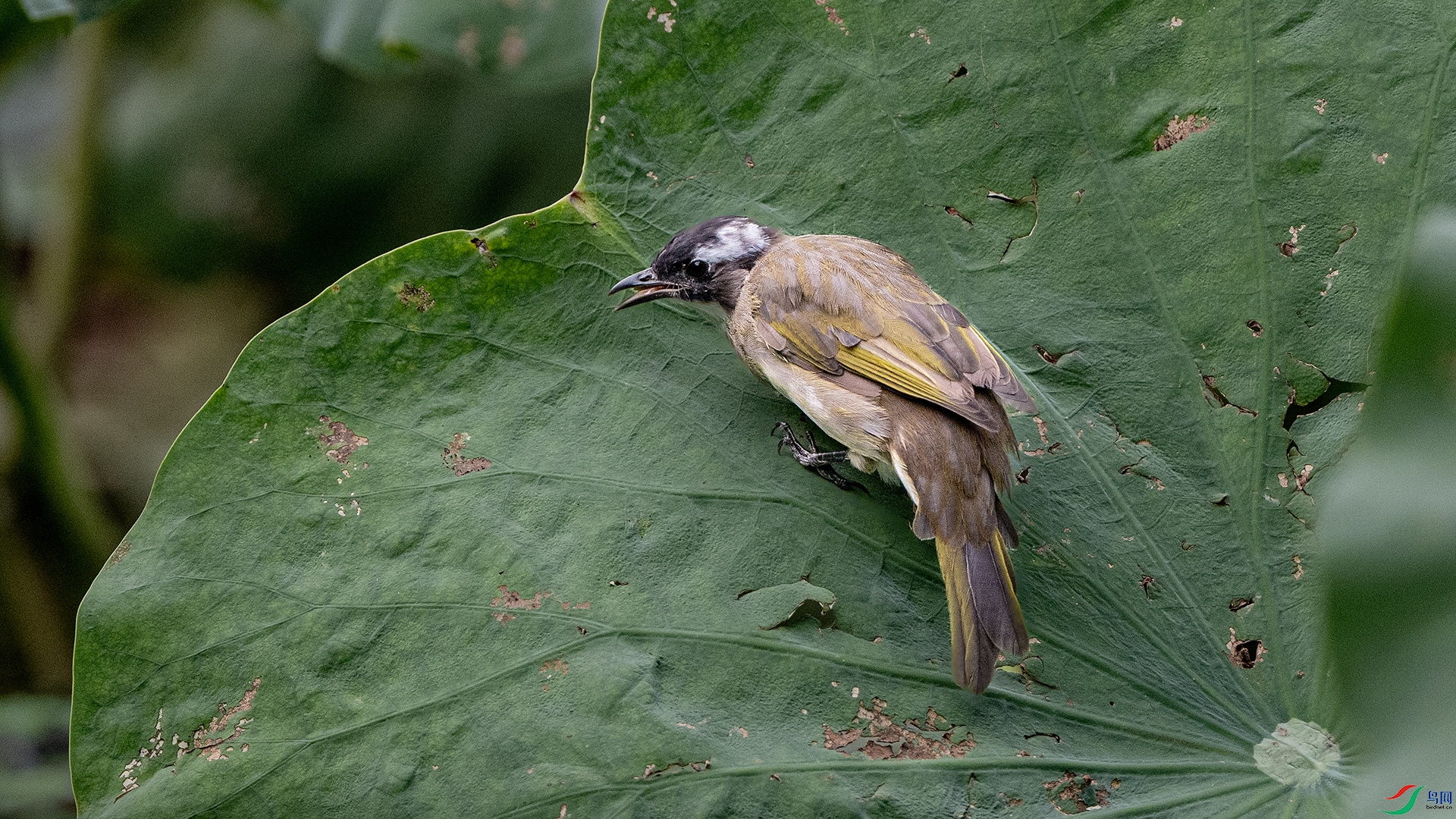 DSC_1443 ����.jpg