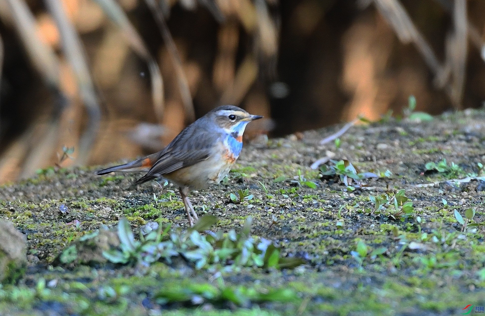 DSC_4375.jpg