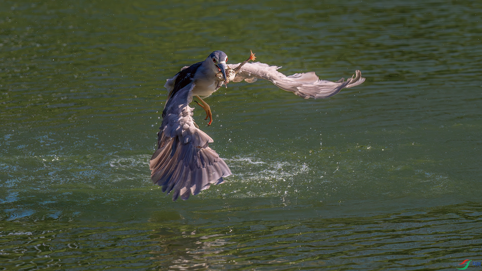 DSC_5535-����ǿ-NR.jpg