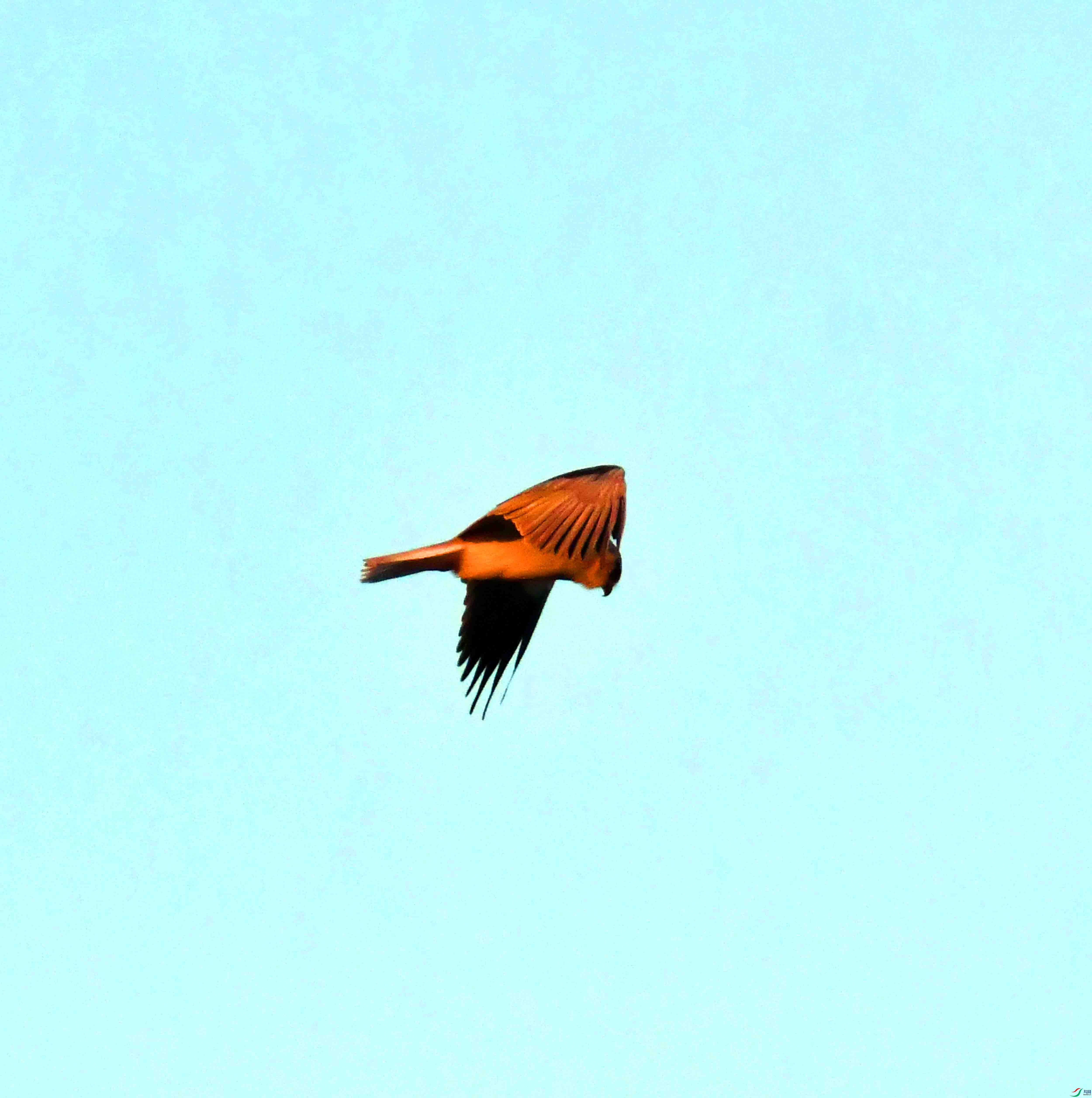DSC_2853.JPG