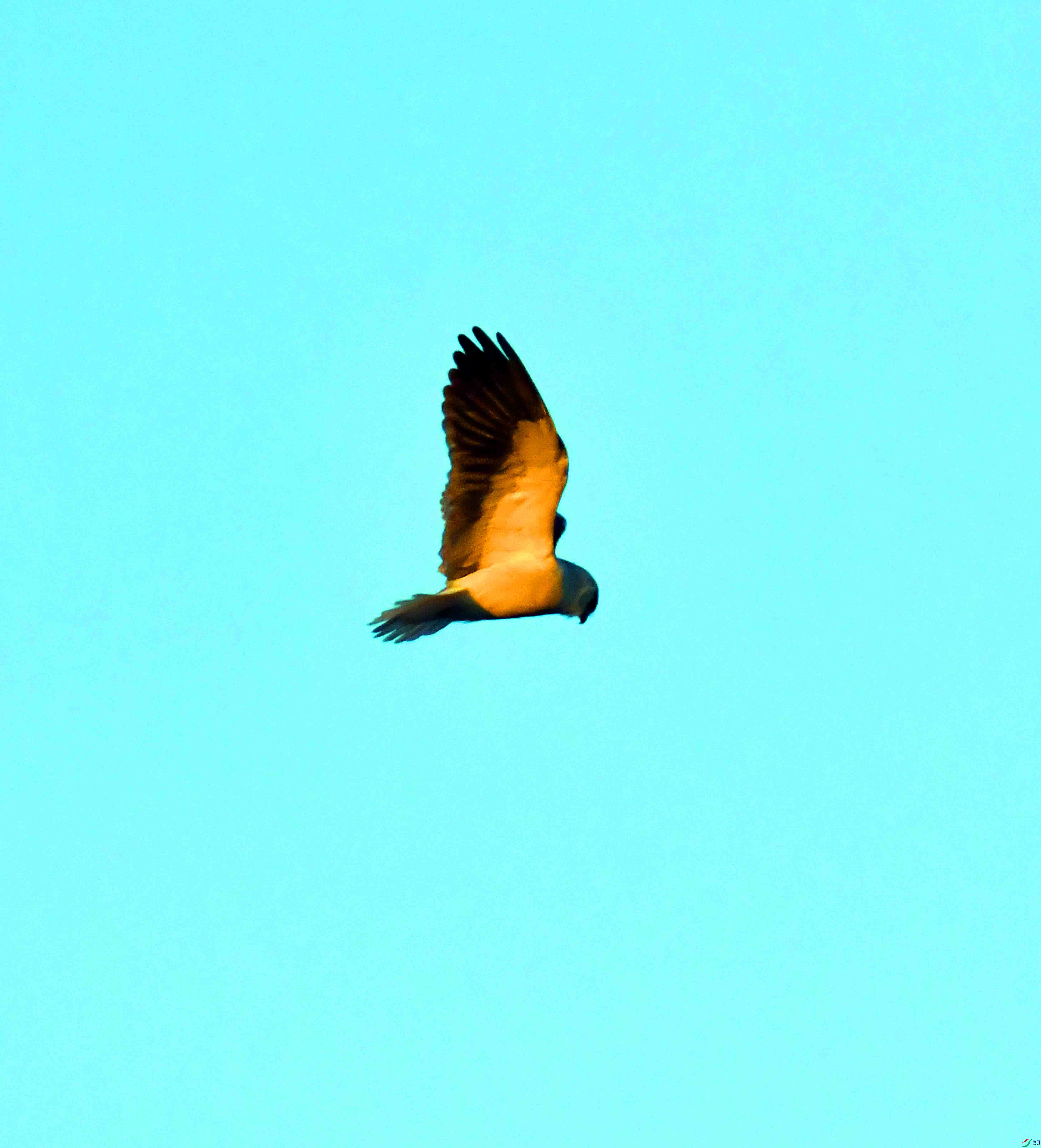 DSC_2863.JPG