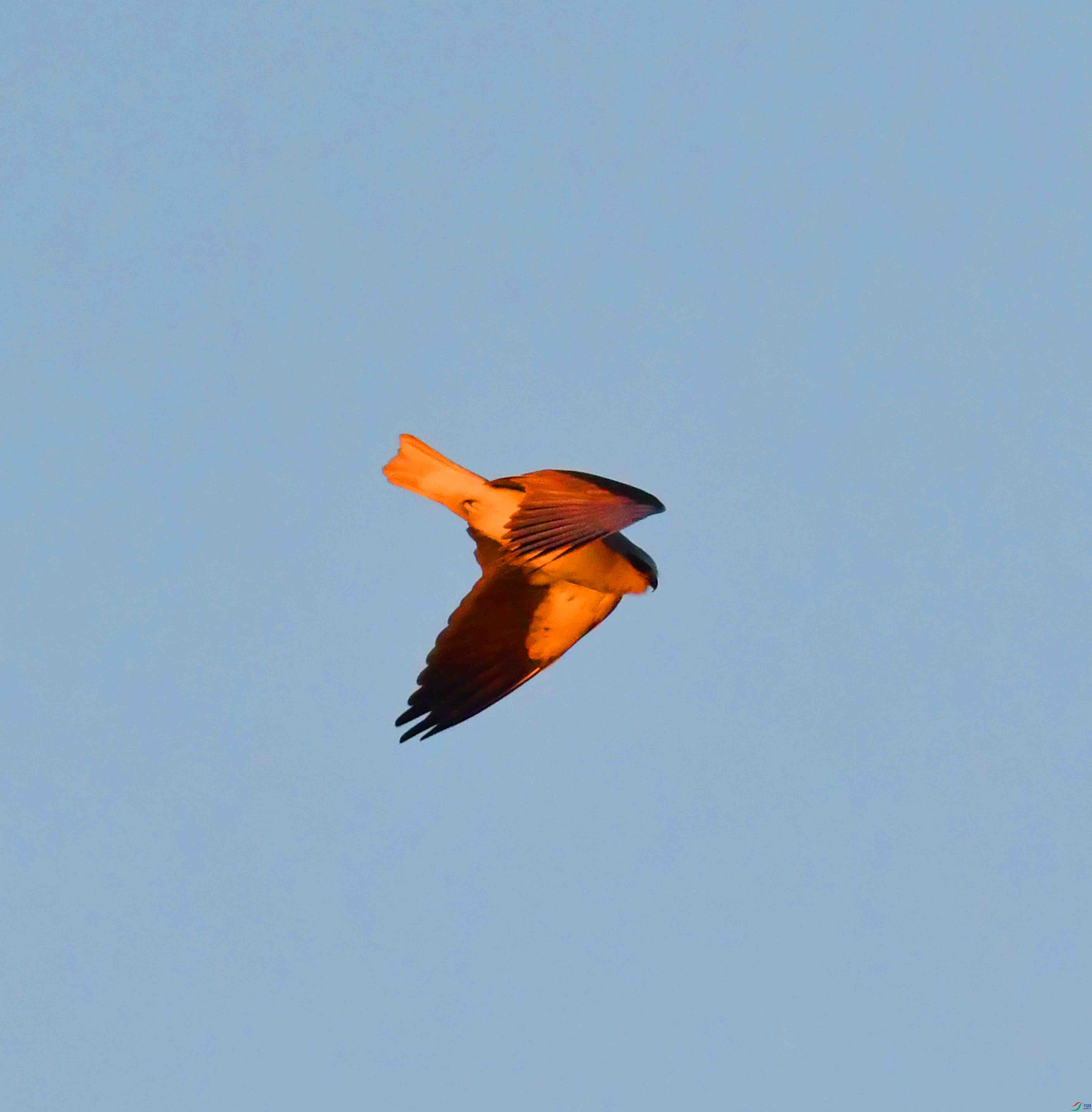 DSC_2867.JPG