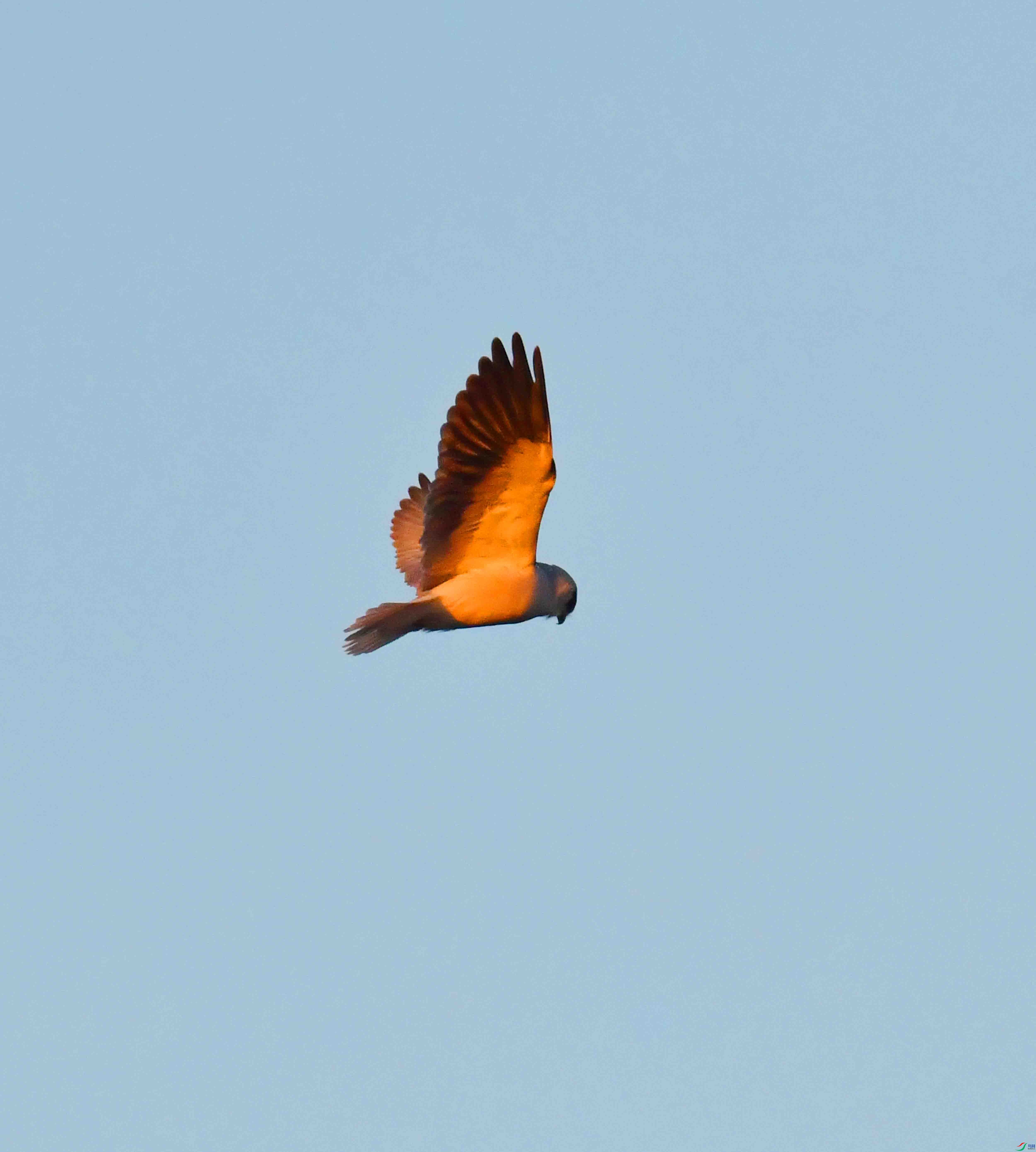 DSC_2866.JPG