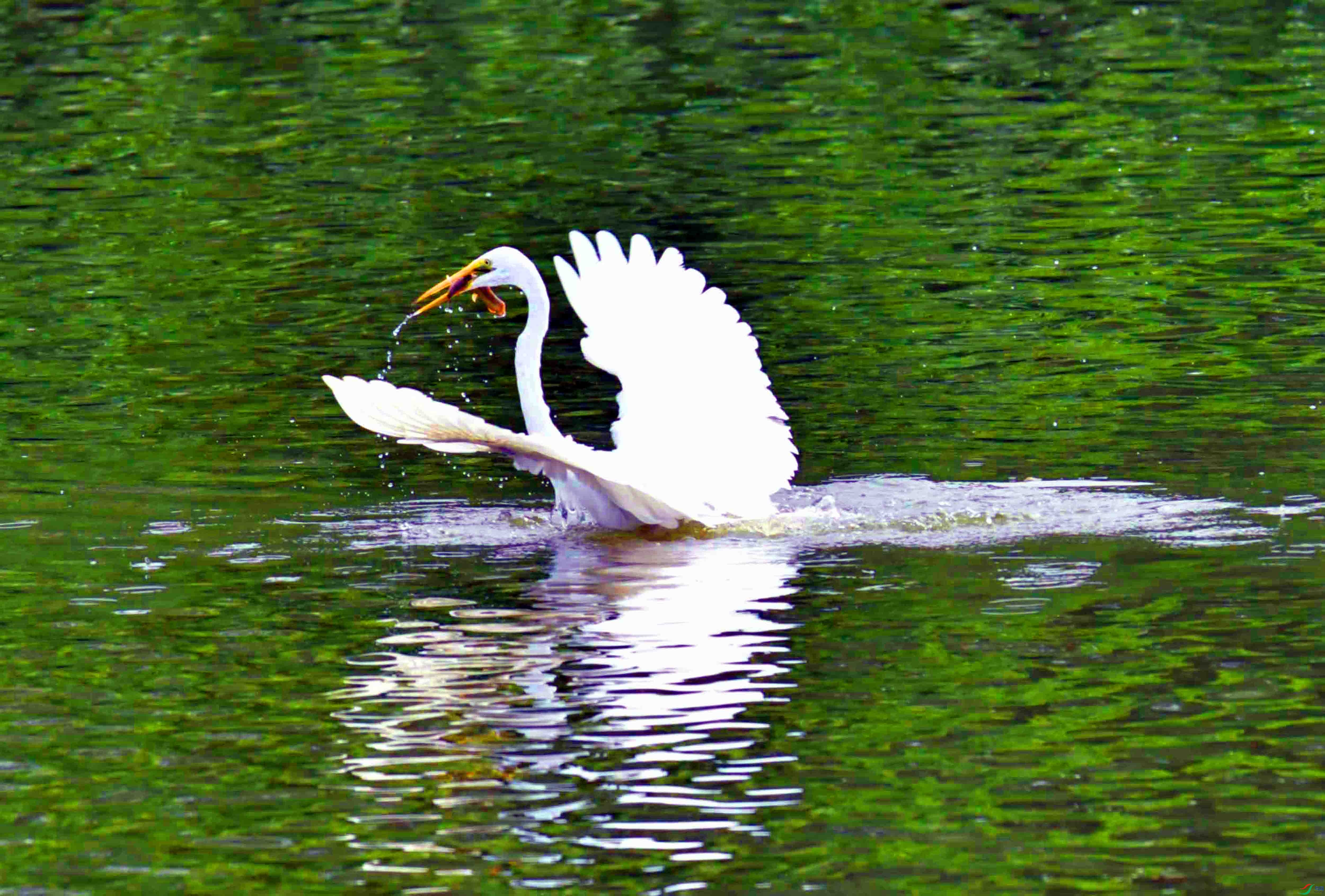 DSC_6908.JPG
