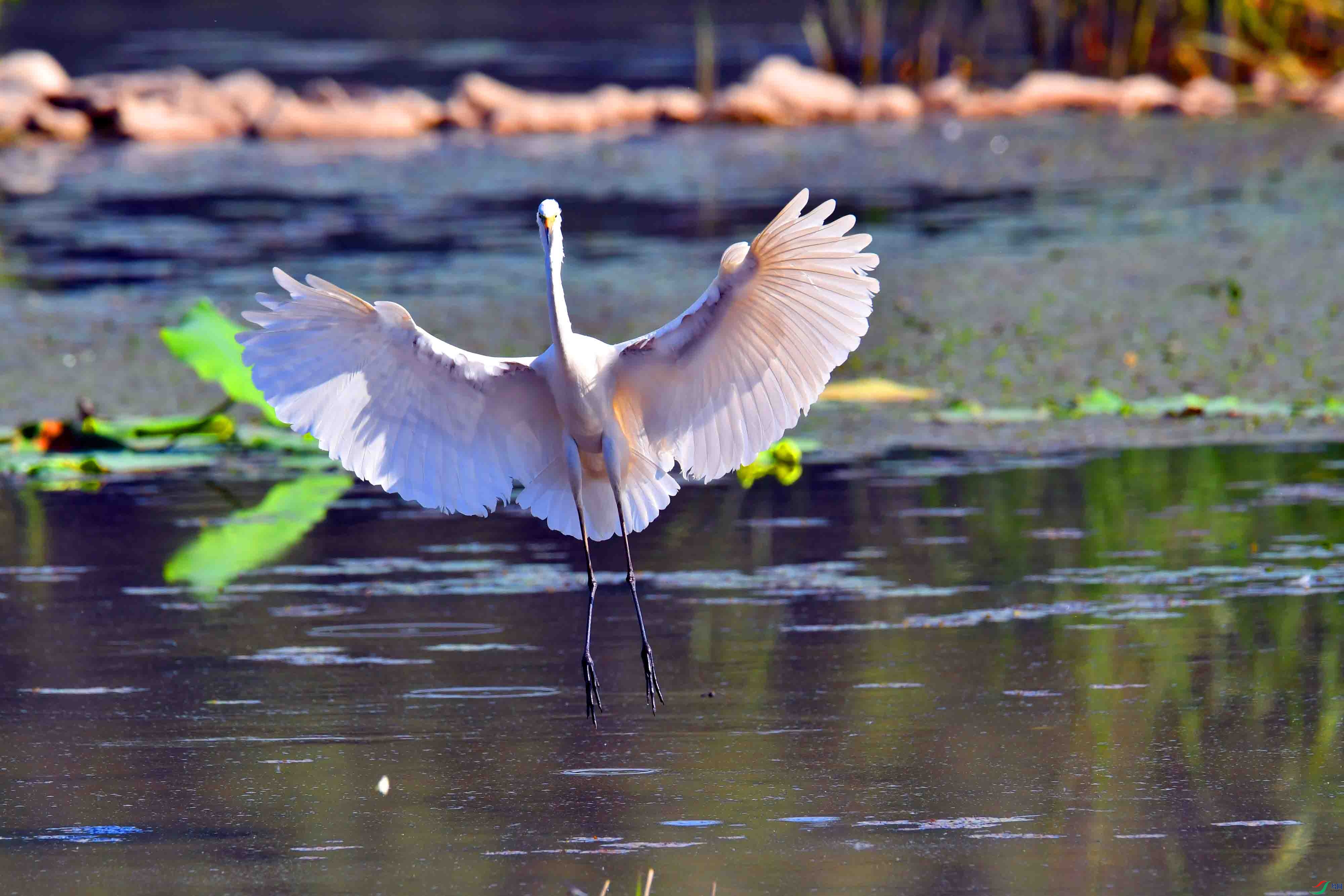 DSC_6976.JPG