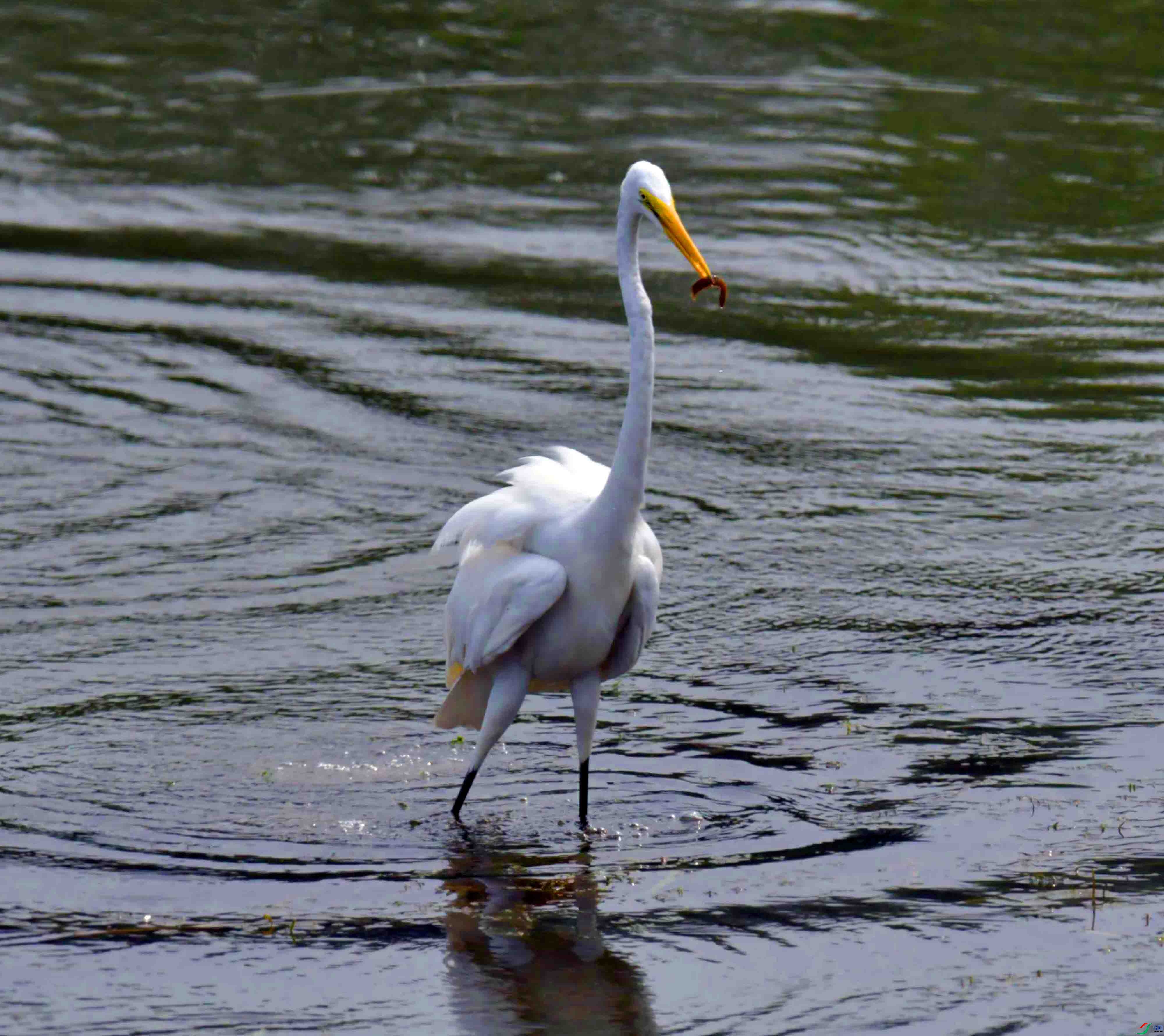 DSC_7027.JPG