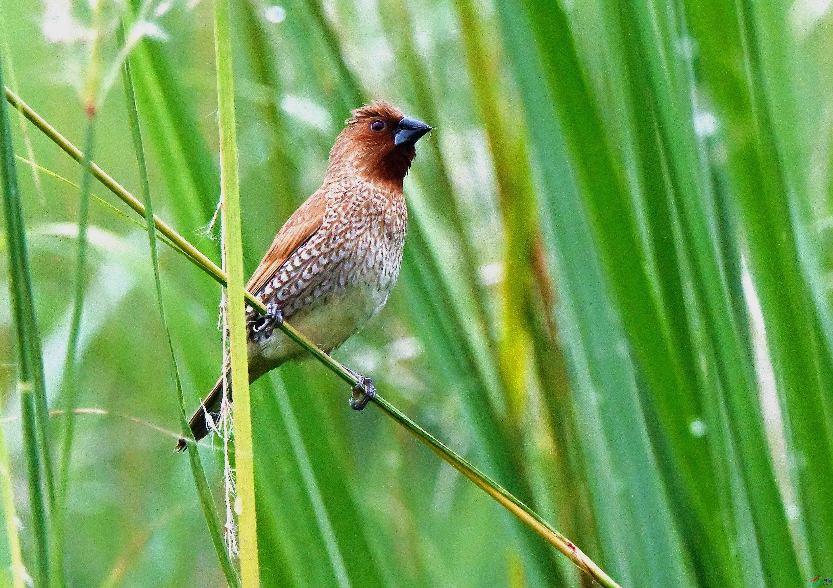DSC_9786.JPG