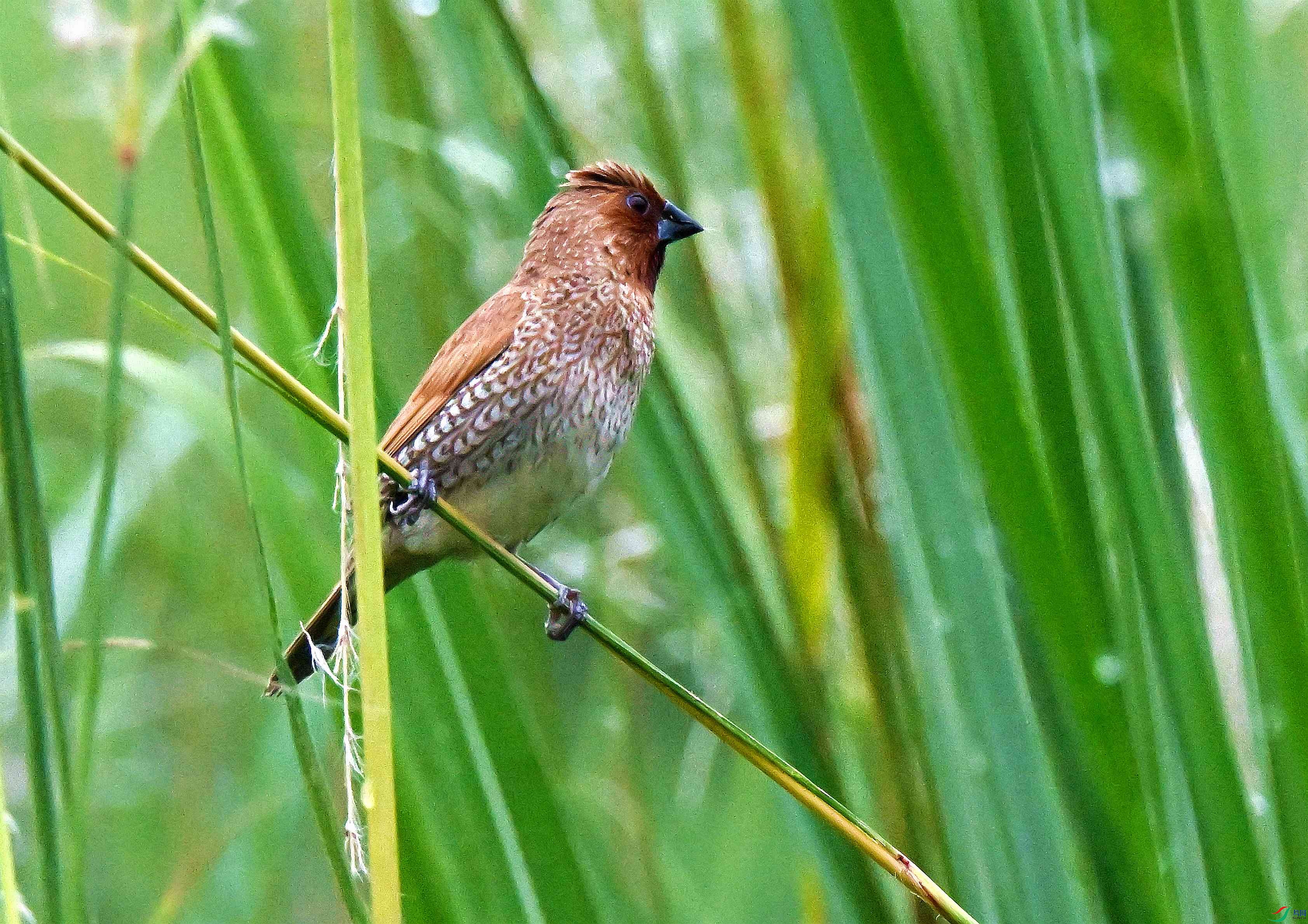 DSC_9789.JPG