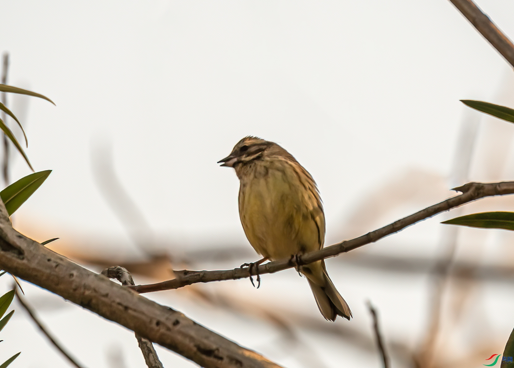 DSC_7507-1.jpg