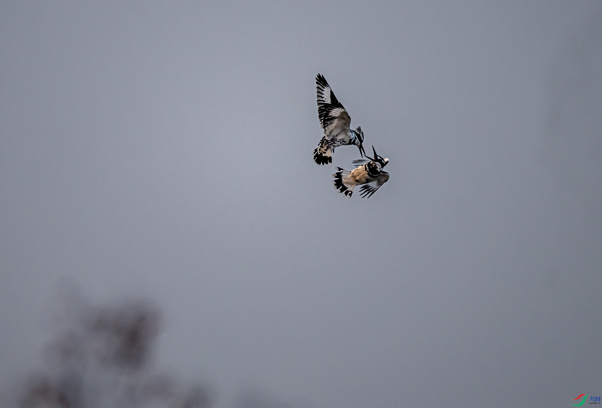 DSC_6599-11.jpg