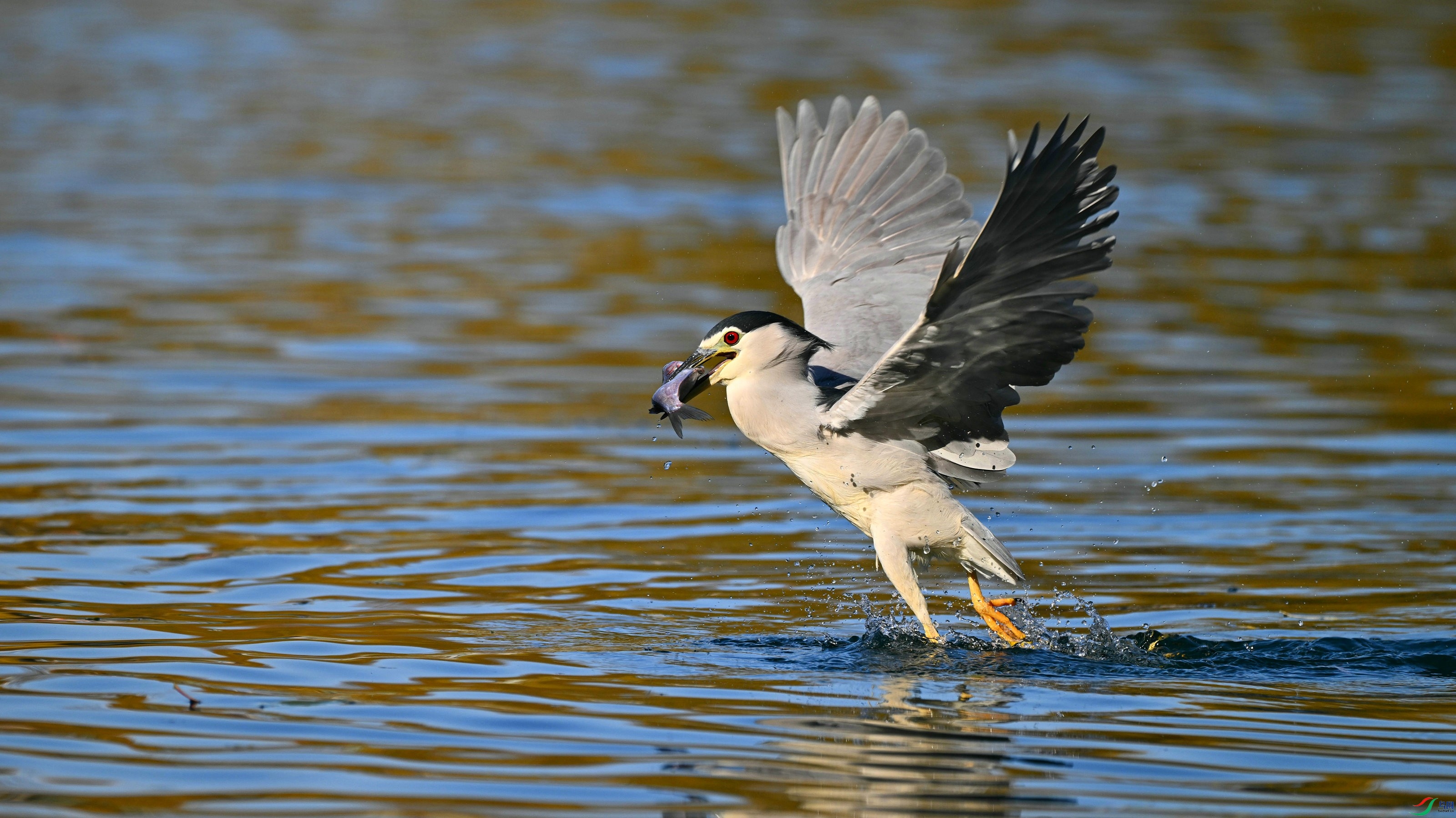 DSC_9109.JPG