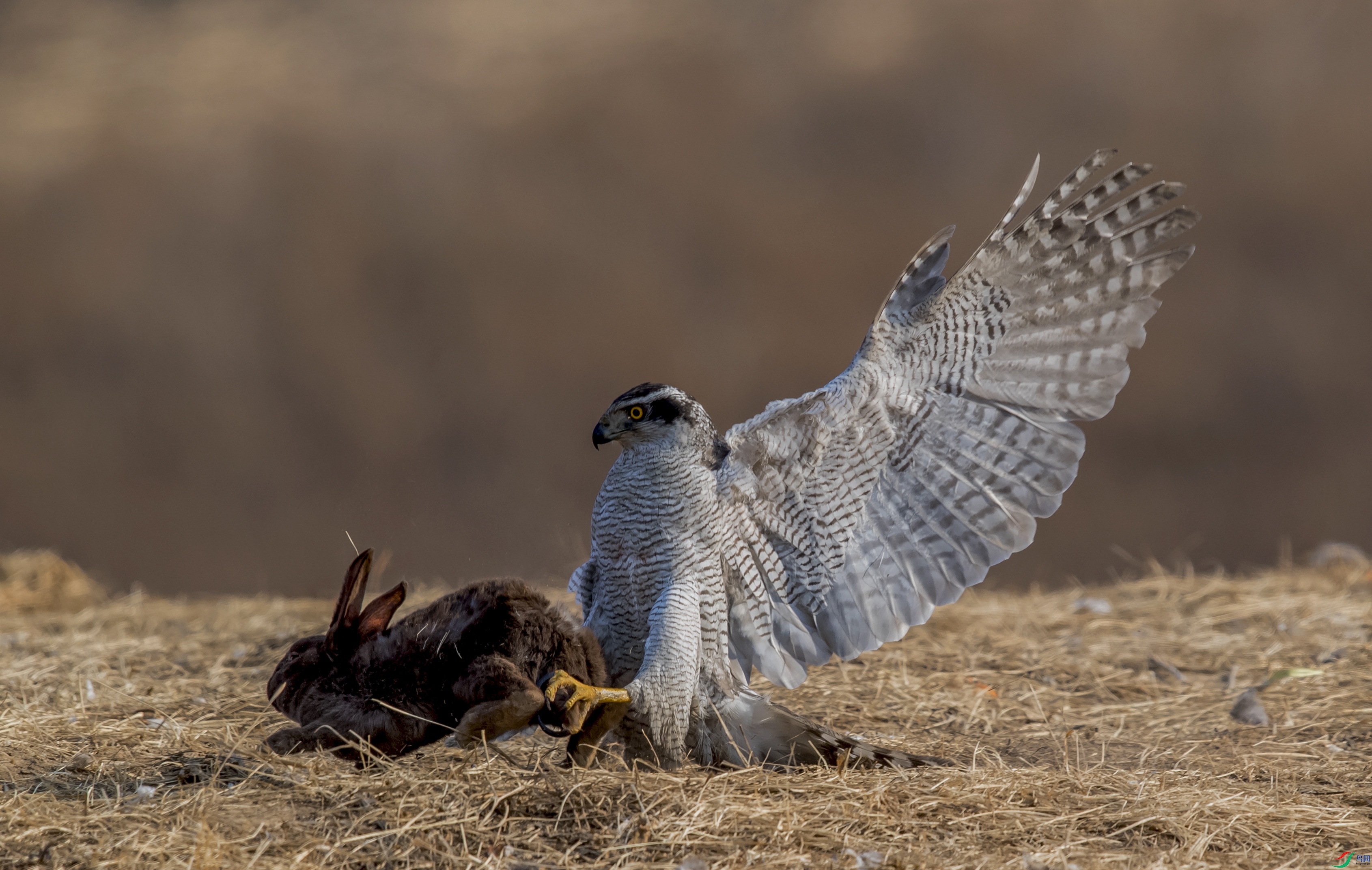 DSC_3415.jpg
