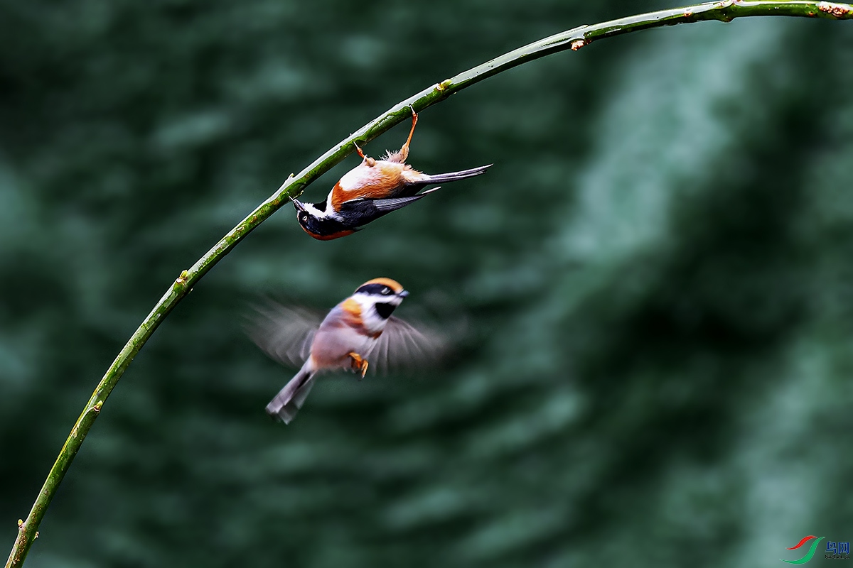 DSC_0019-�ָ���.jpg