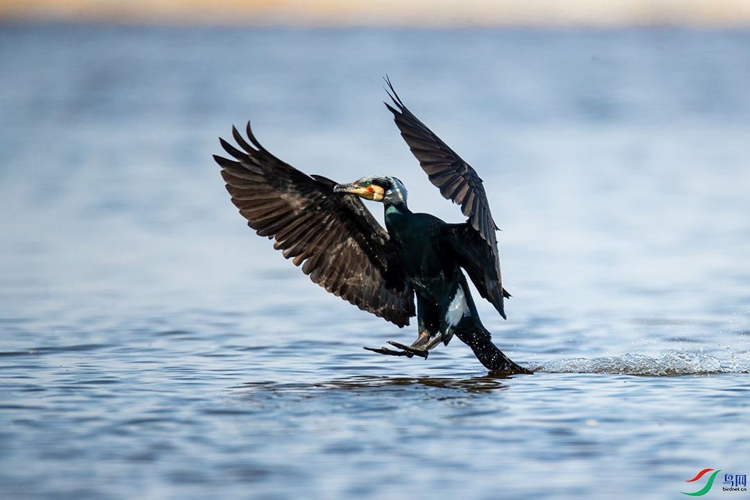 BN5I4134 ����.jpg