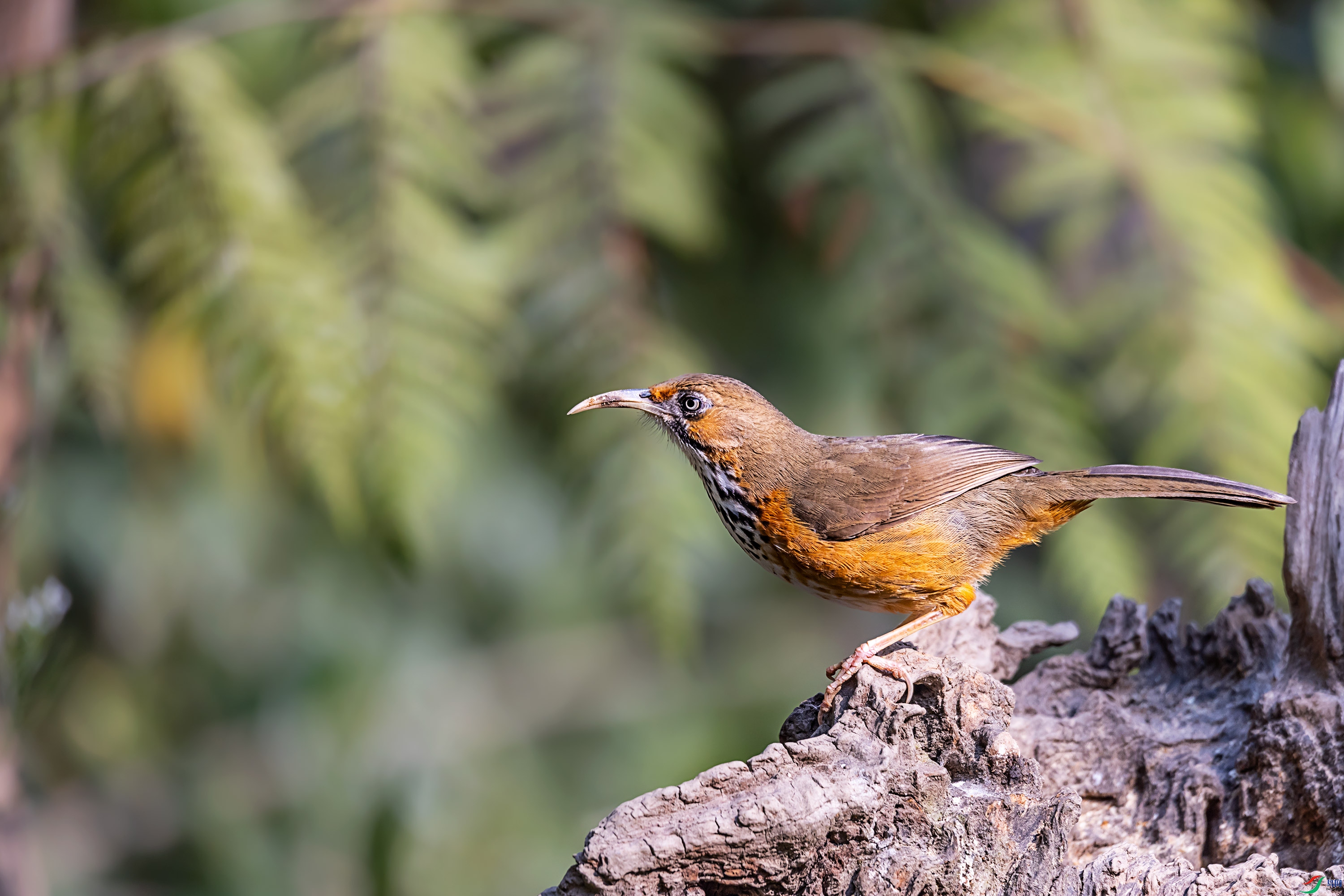 ���ع�����