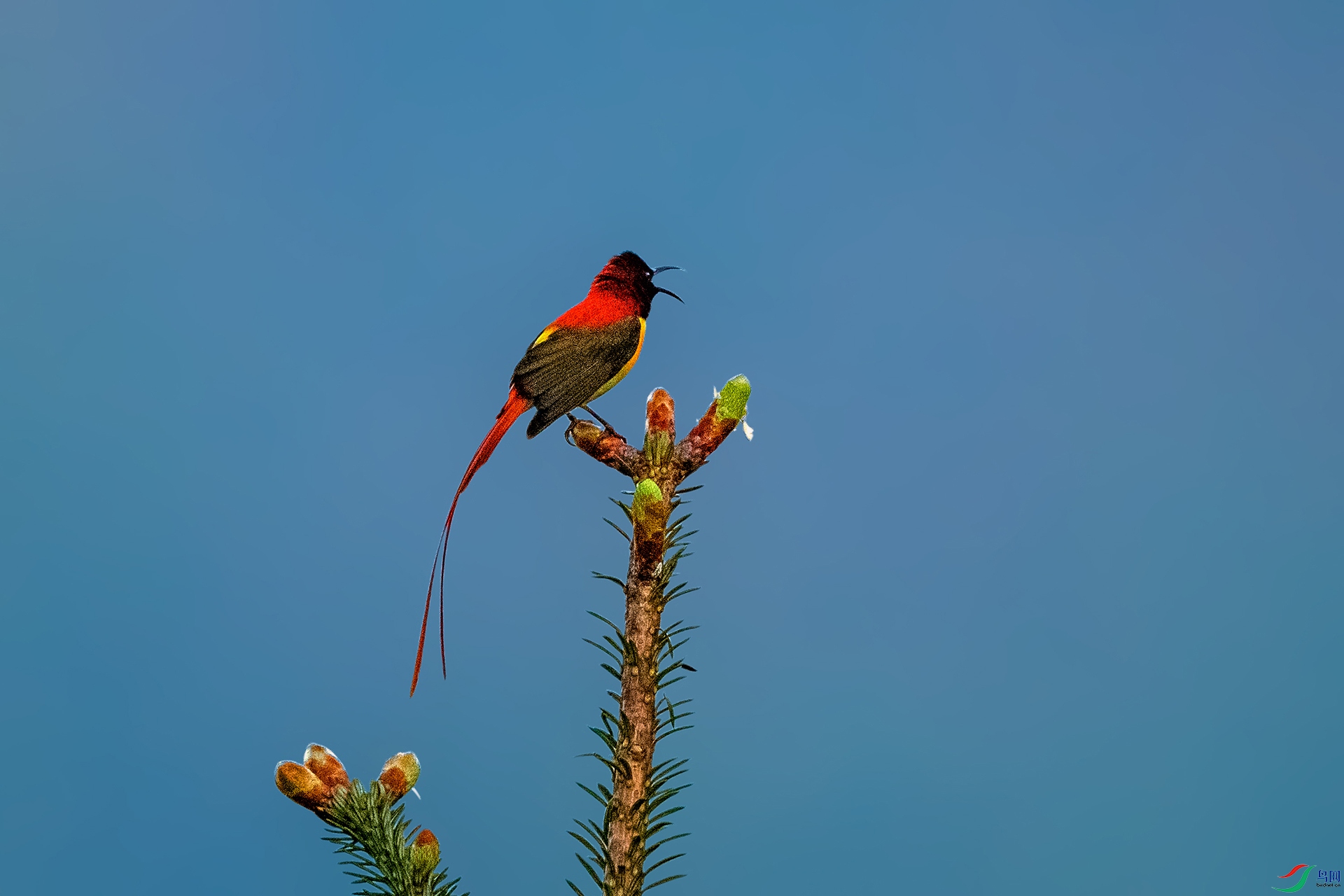 _AUU4574��β̫����(25.6.13).jpg