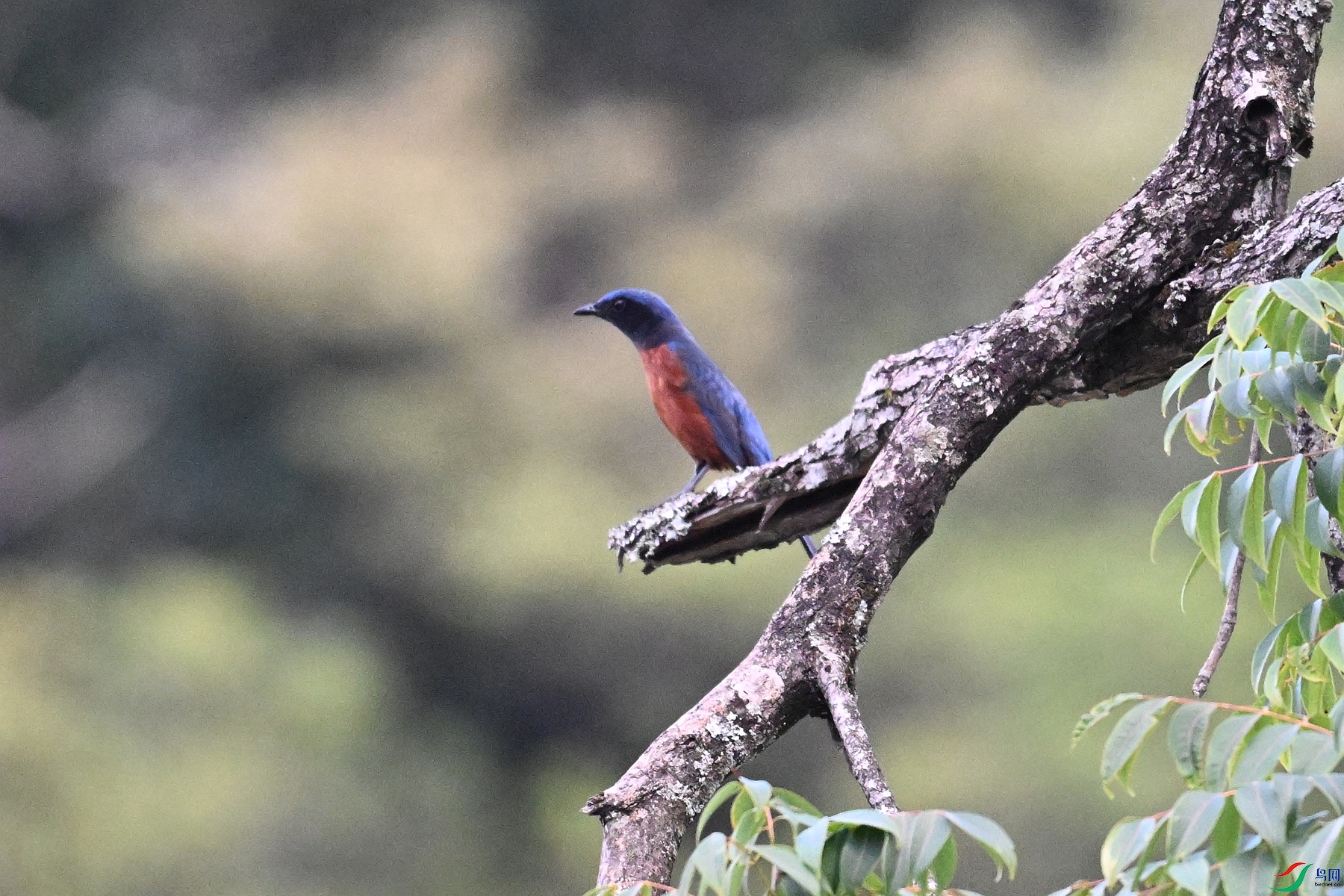 DSC_1798.JPG