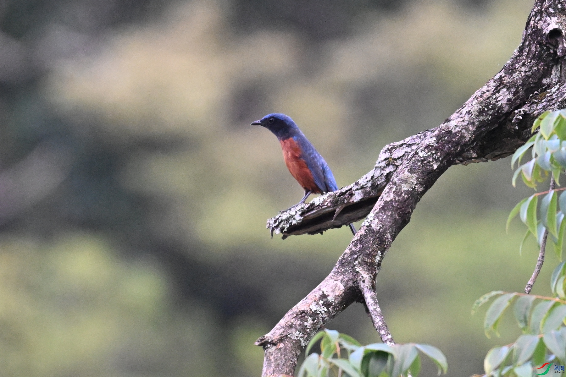 DSC_1805.JPG