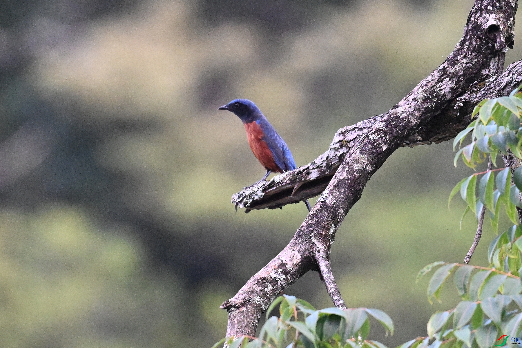 DSC_1809.JPG