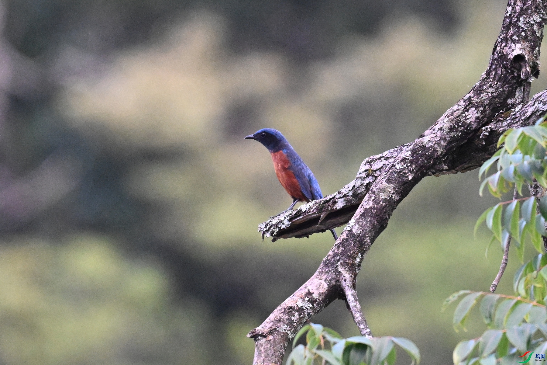 DSC_1812.JPG