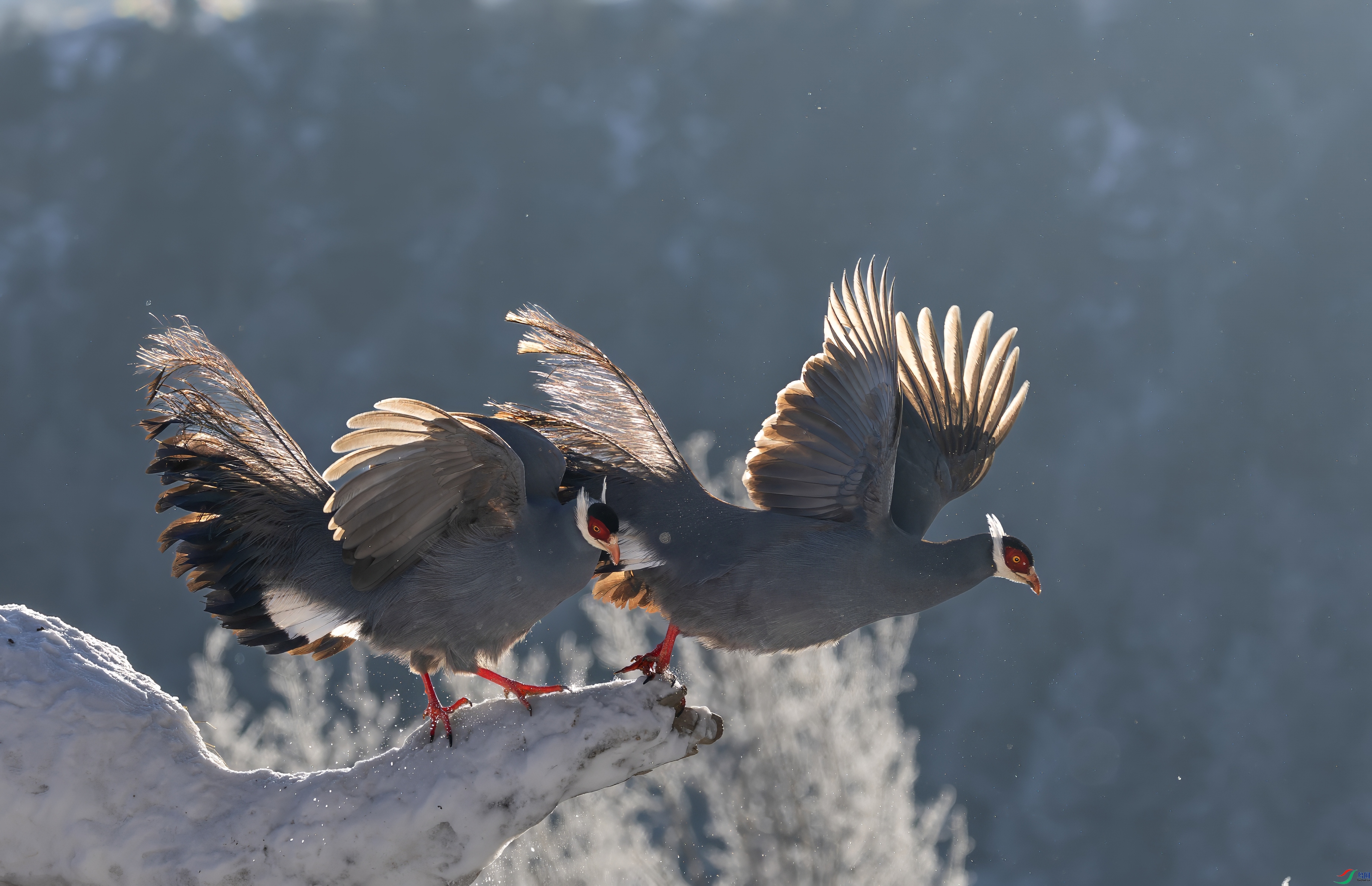 0L0A6324-topaz-denoise.jpeg