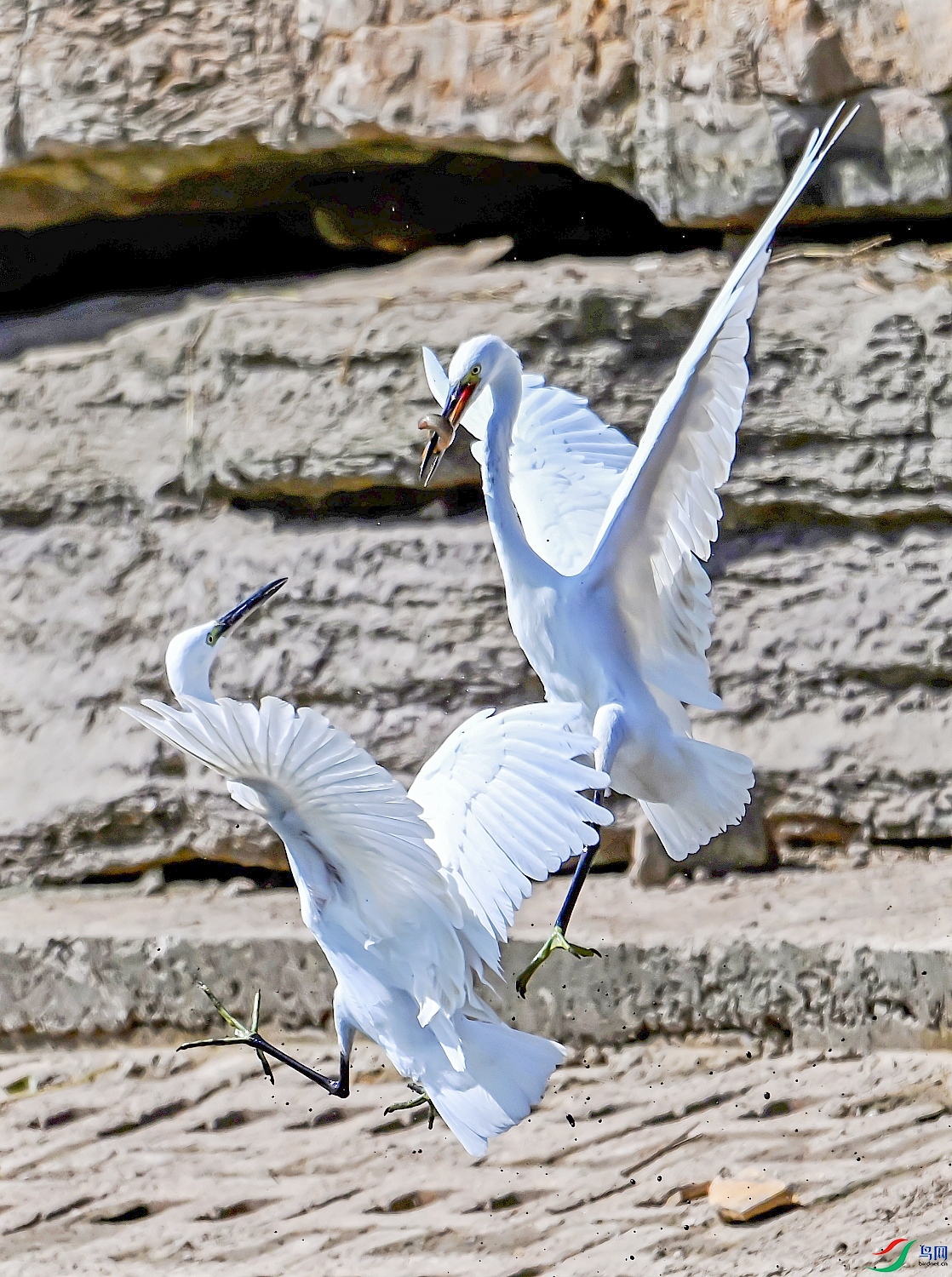 DSC_4476---_conew1.jpg