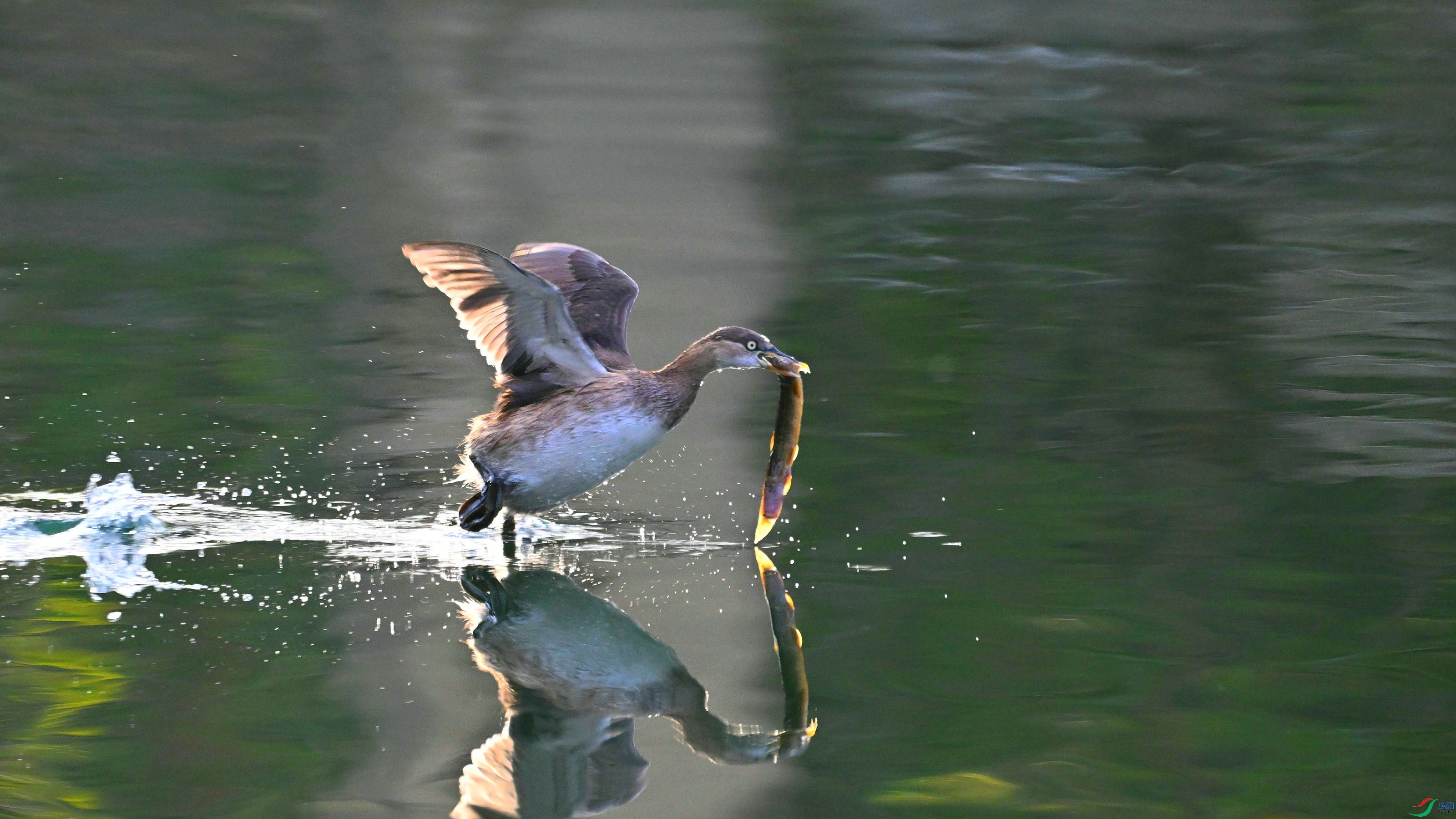 DSC_9795.JPG