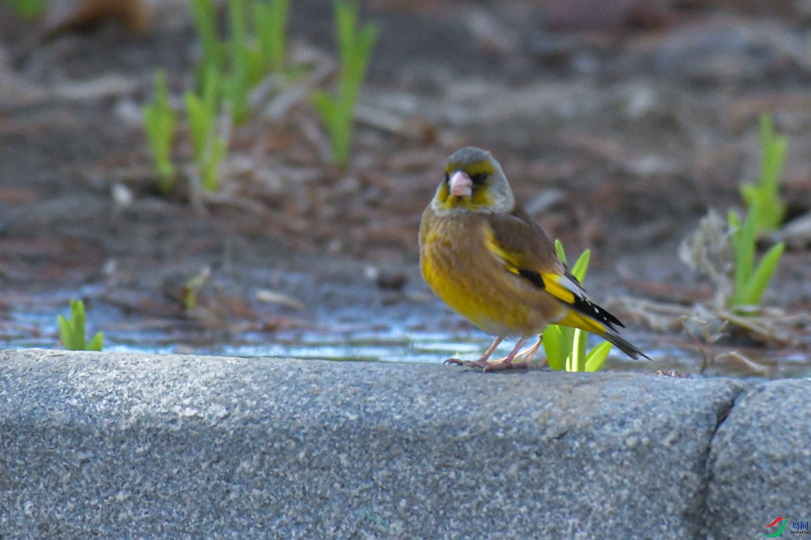 DSC_5920_1.jpg