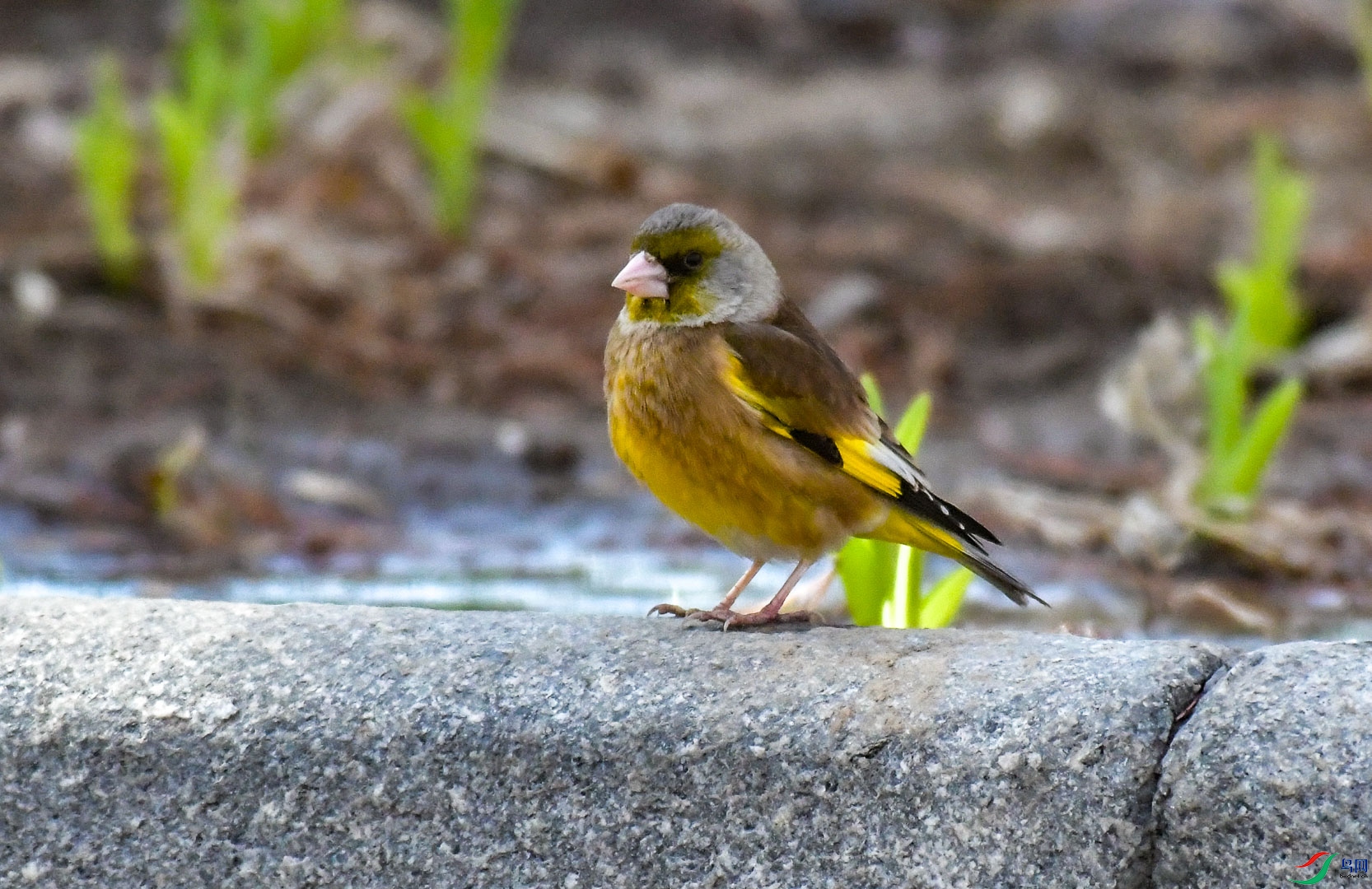 DSC_5922_1.jpg