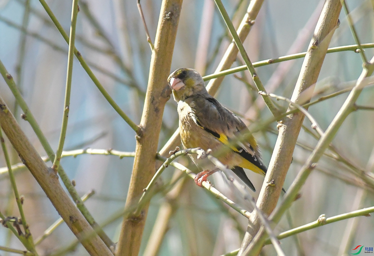 DSC_5996_1.jpg