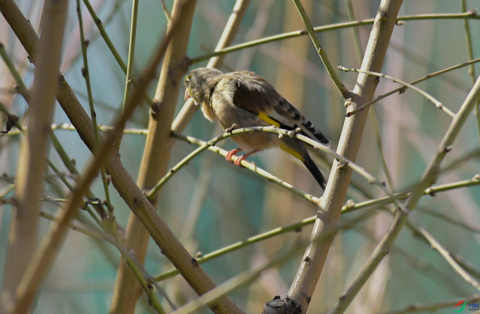 DSC_6044_1.jpg