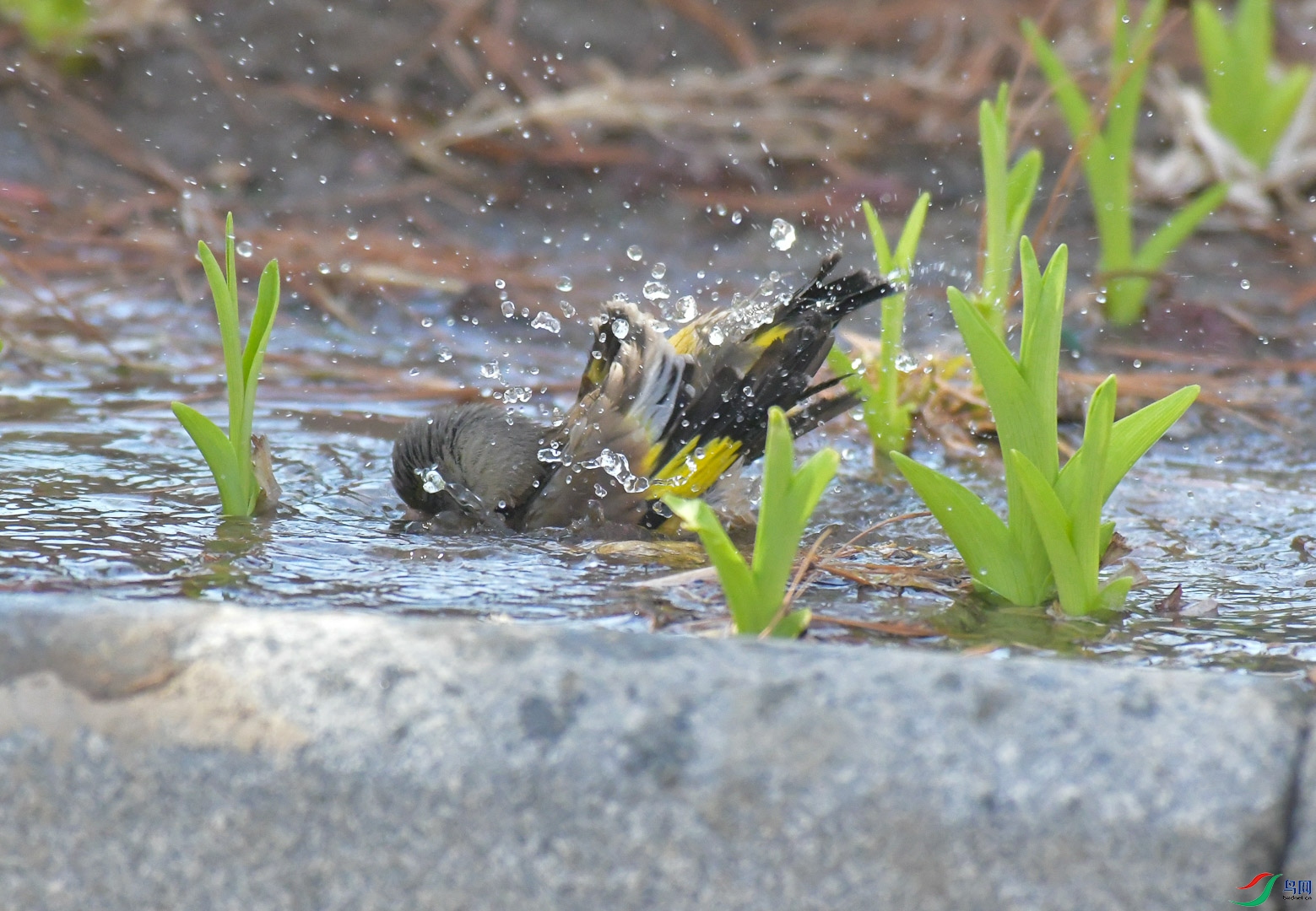 DSC_6140_2.jpg