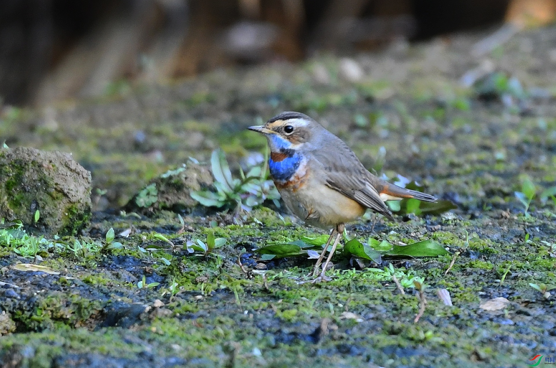 DSC_4394.jpg