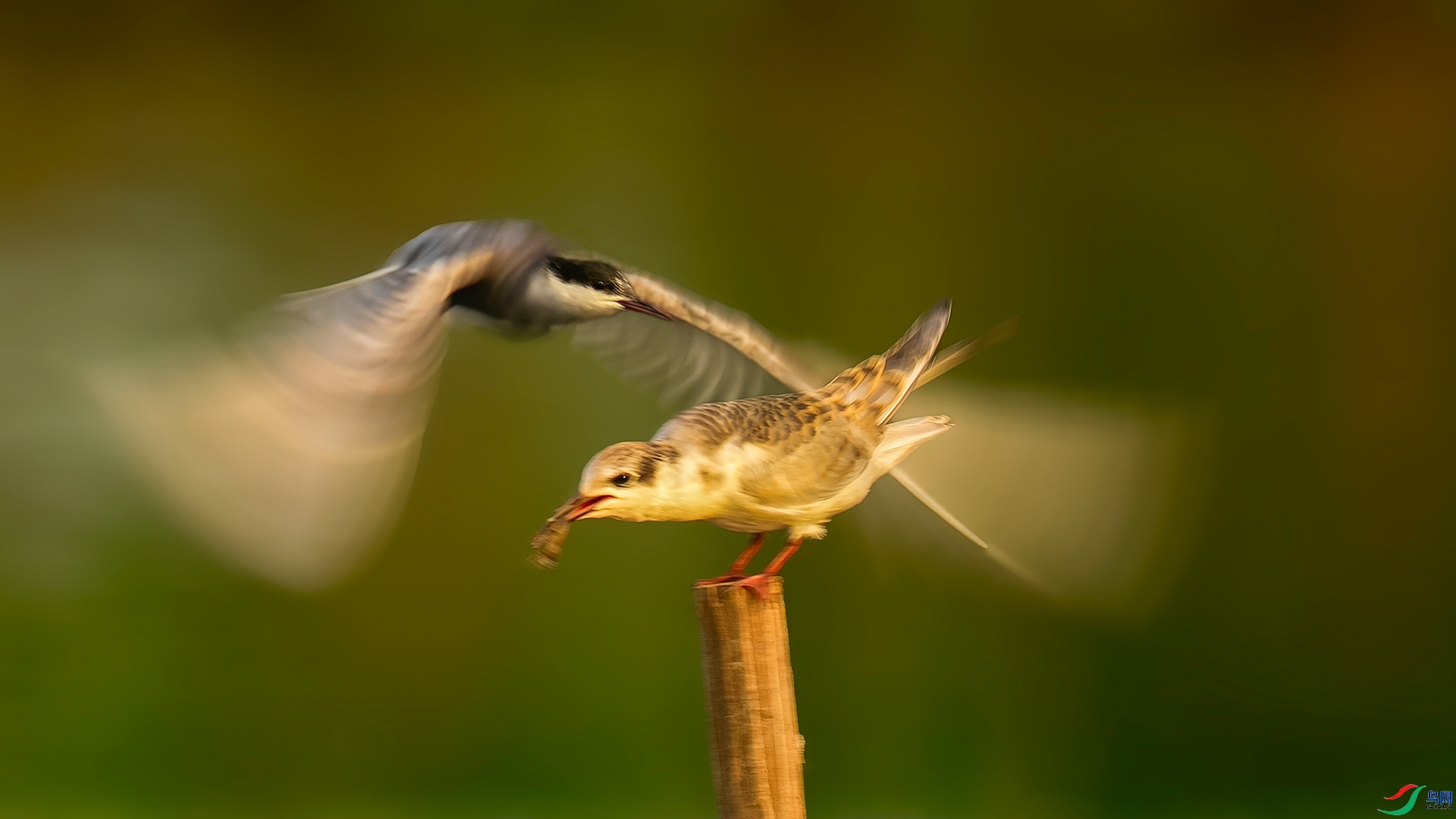 2.9 ��������ʦ��Ʒ  �븡Ÿ  �ٻ�2026��2��9����Ӱʦ��ҳ����.jpg