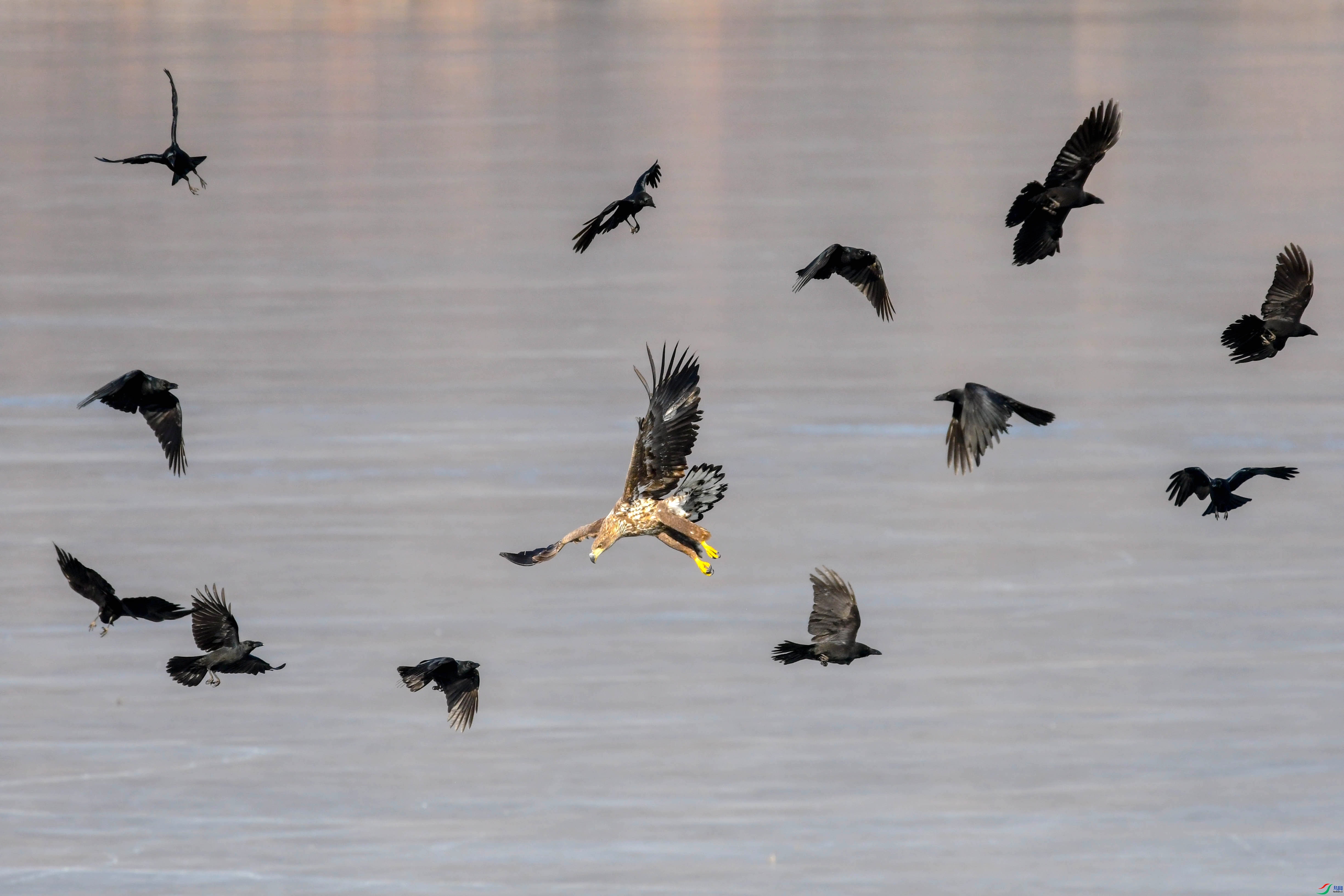 2.9 anbanzong��ʦ��Ʒ  ��ѻ���  �ٻ�2026��2��9�ջ�Ա��ҳ����.jpg