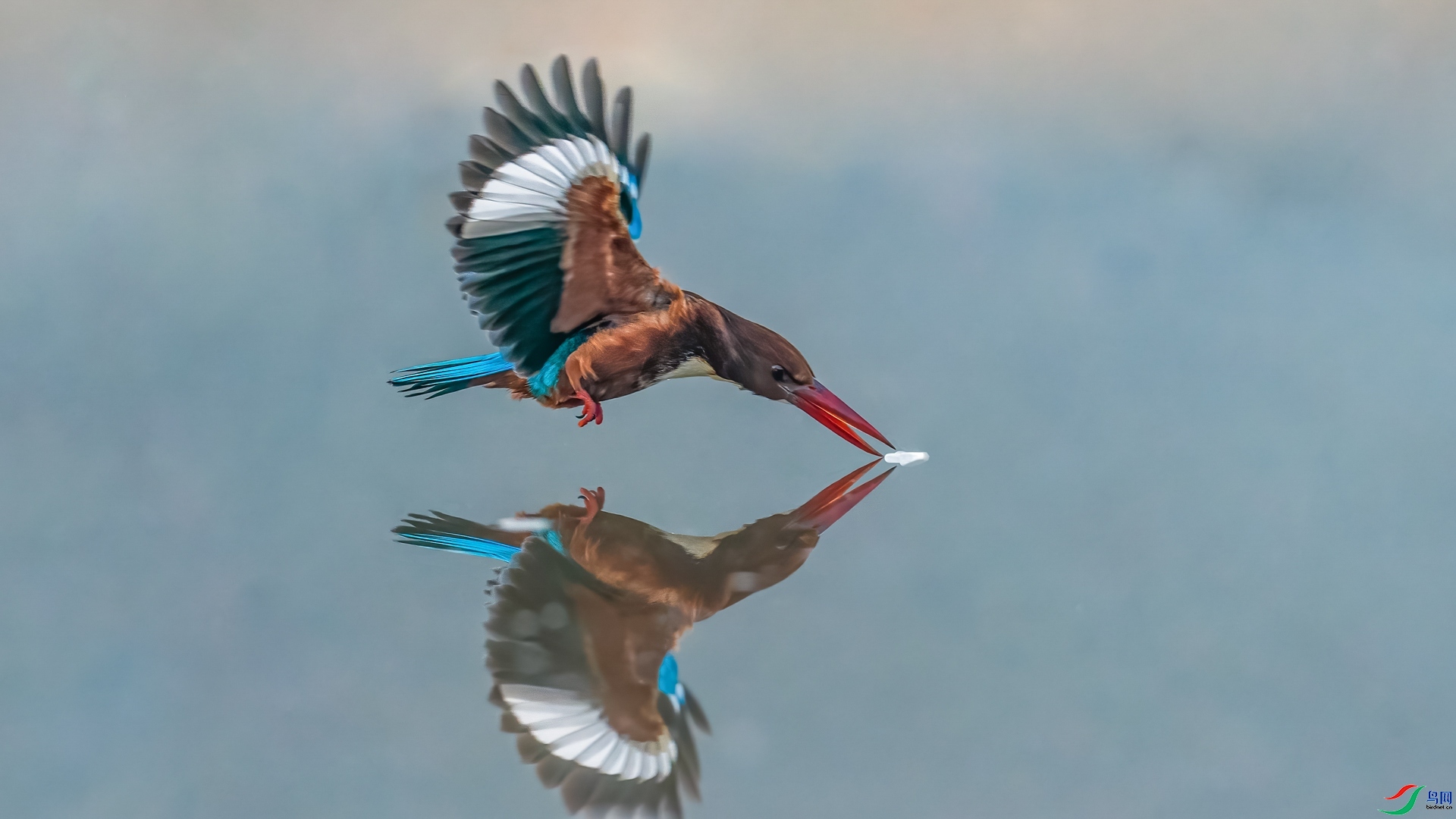 2.13 ������ʦ��Ʒ  ��׼  �ٻ�2026��2��13�ջ�Ա��ҳ����.jpg