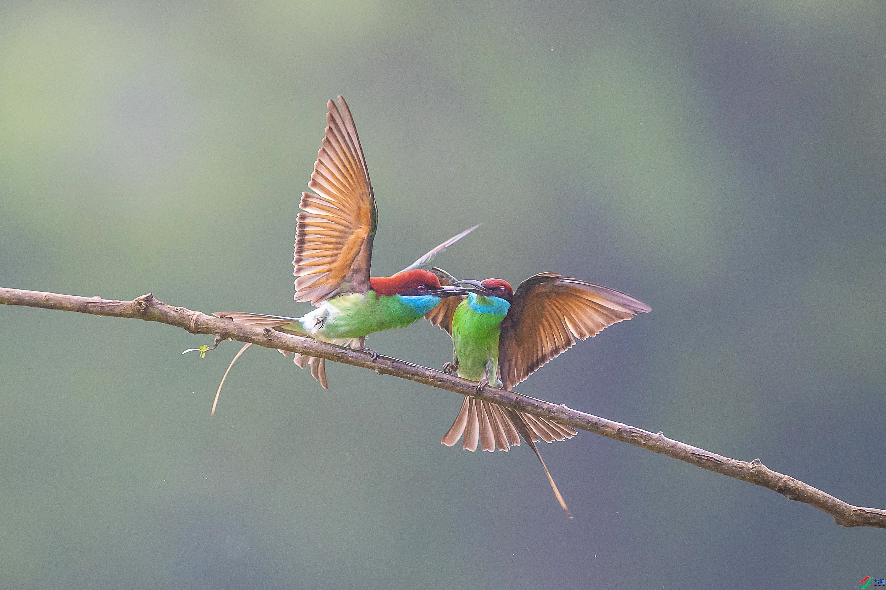 2.13 ����1183��ʦ��Ʒ  ��  �ٻ�2026��2��13����Ӱʦ��ҳ����.jpg