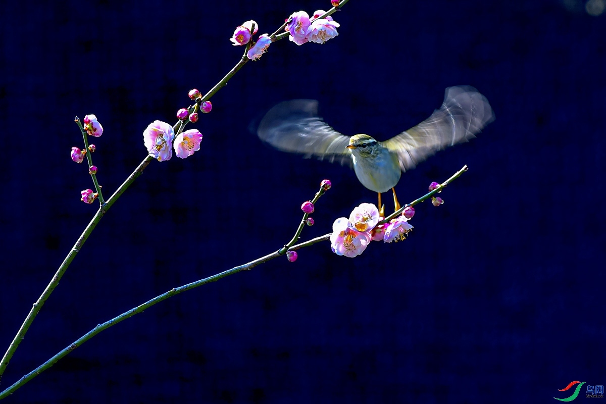 2.14 ��Ϫ����ʦ��Ʒ  ӭ��ͼ  �ٻ�2026��2��14�ջ�Ա��ҳ����.jpg