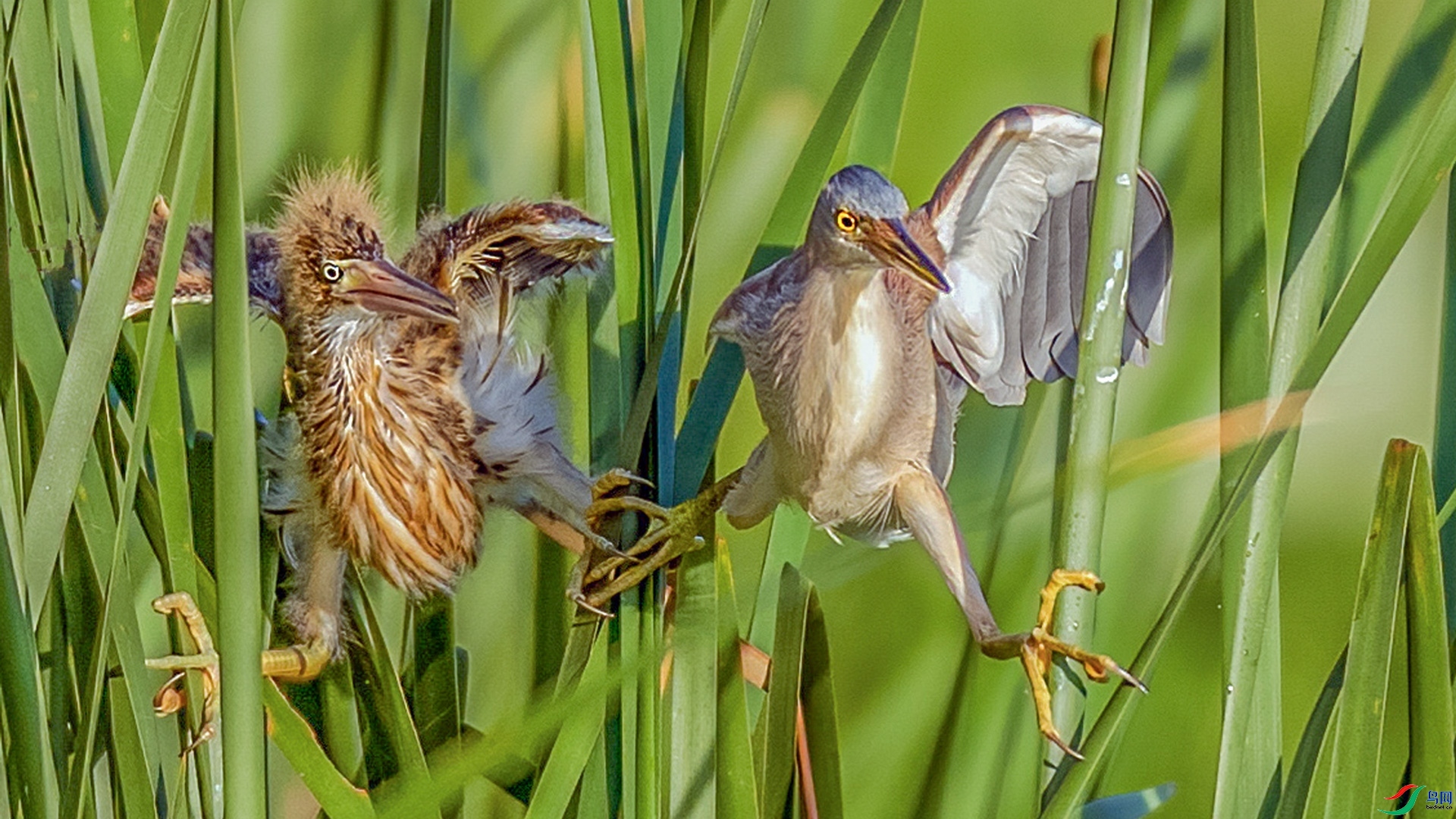 2.12 ������ʦ��Ʒ  �۲�Ŀ��  �ٻ�2026��2��12�ջ�Ա��ҳ����.jpg