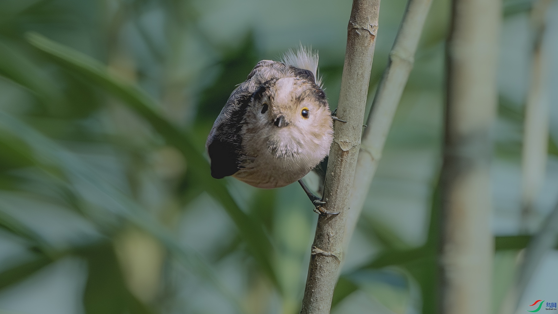 DSC_6825-����ǿ-NR ����.jpg