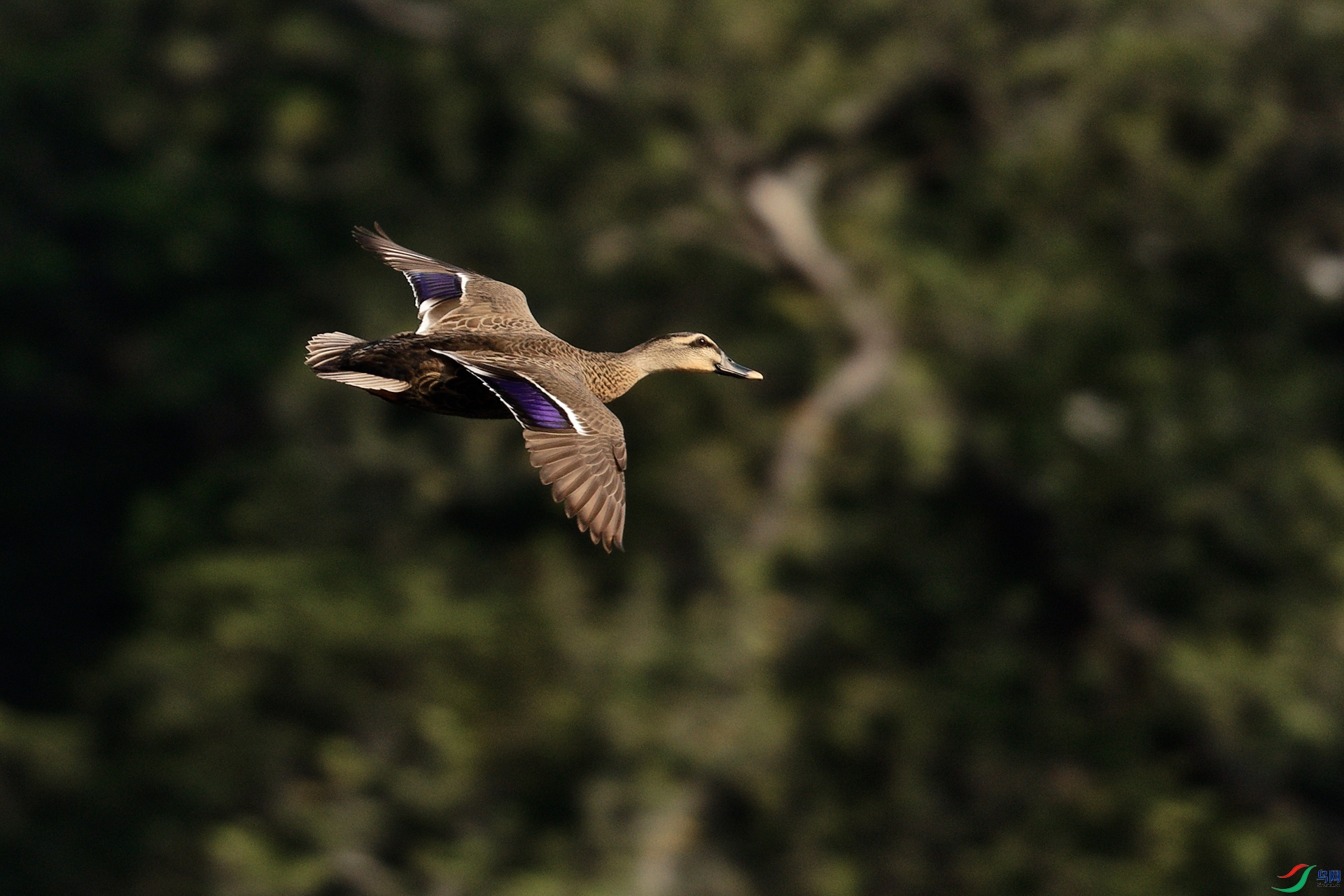 DSC_6550_DxO_����_����.jpg