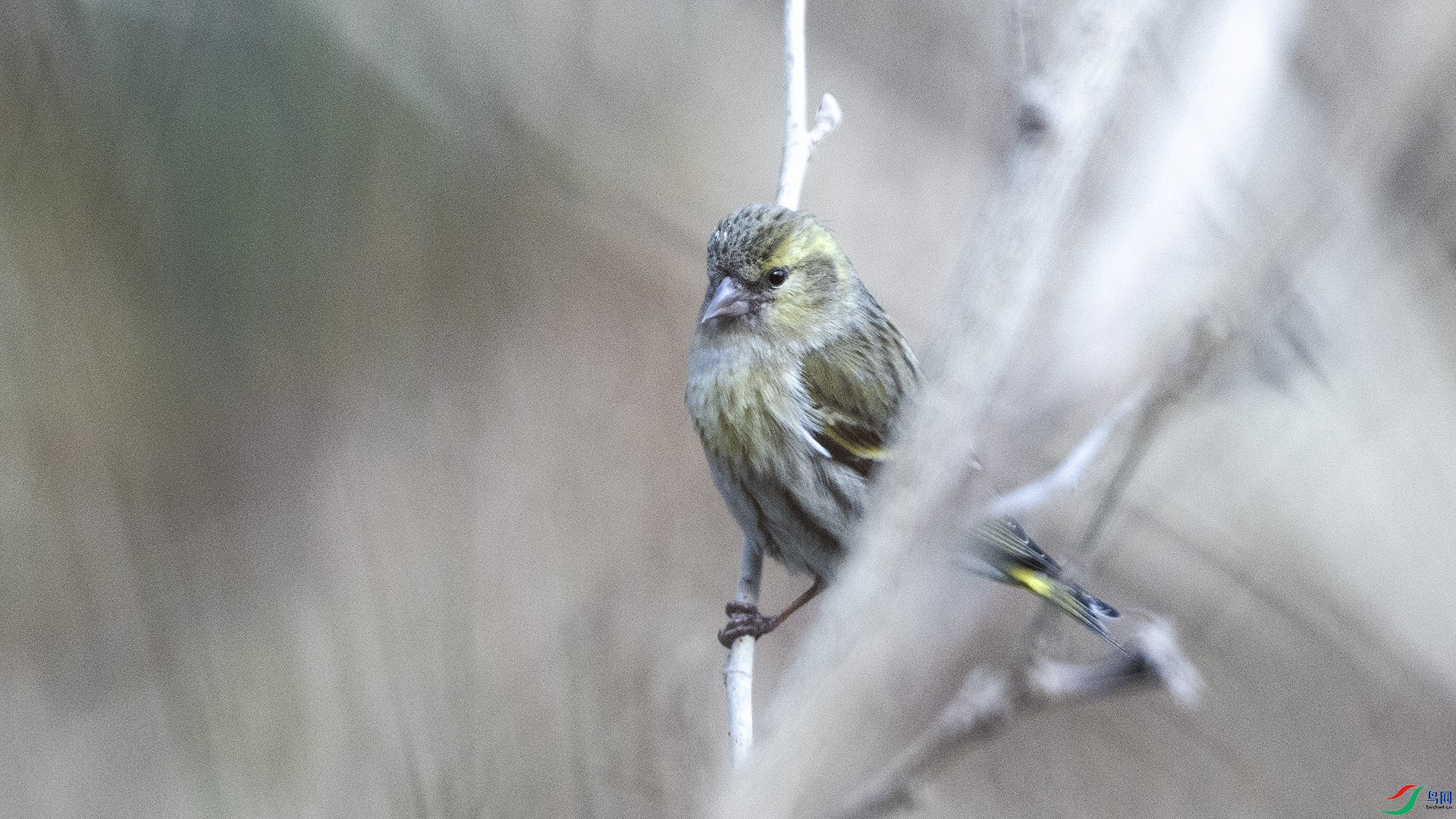 DSC_6905 ����.jpg