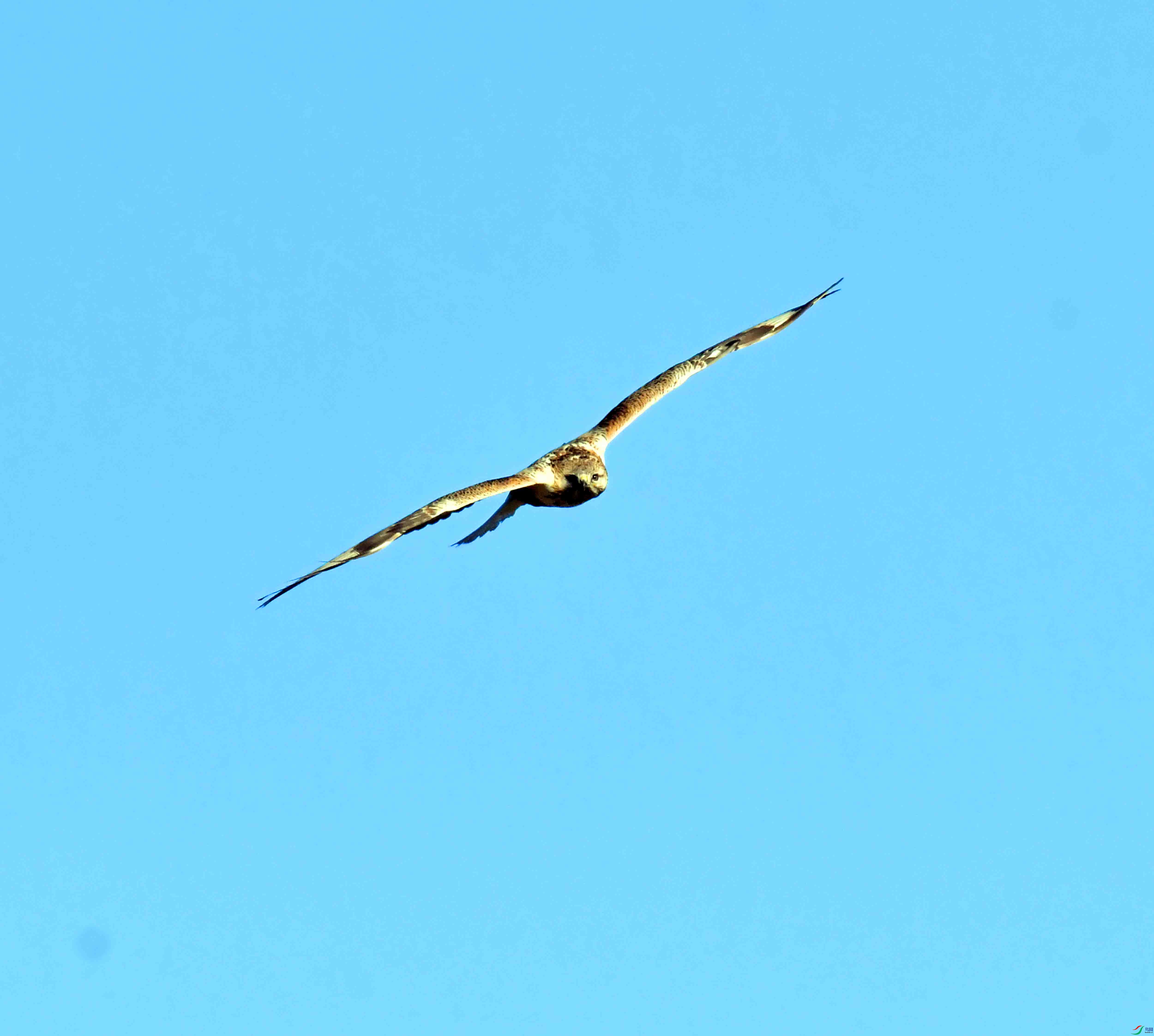 DSC_4460.JPG