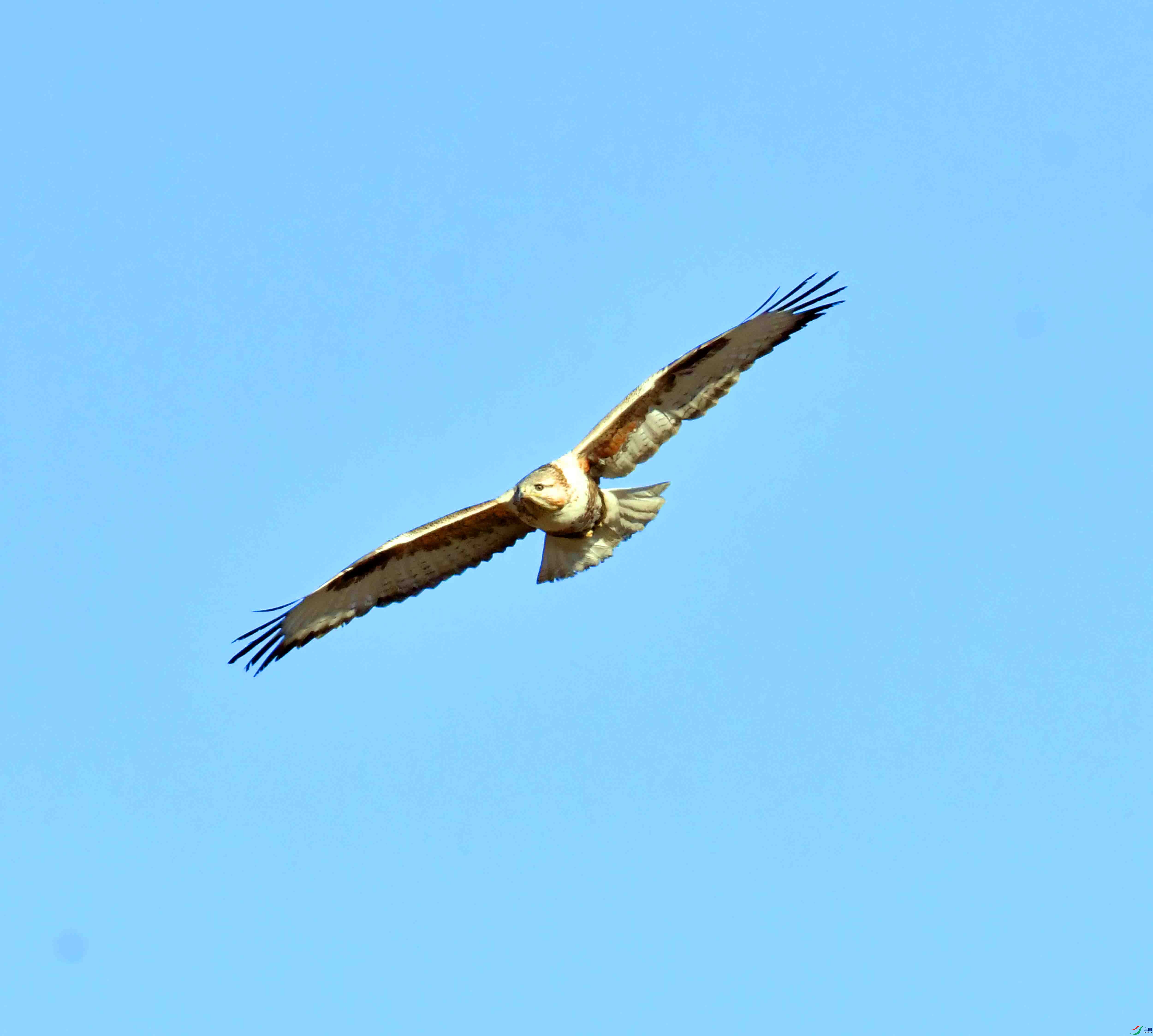 DSC_4462.JPG