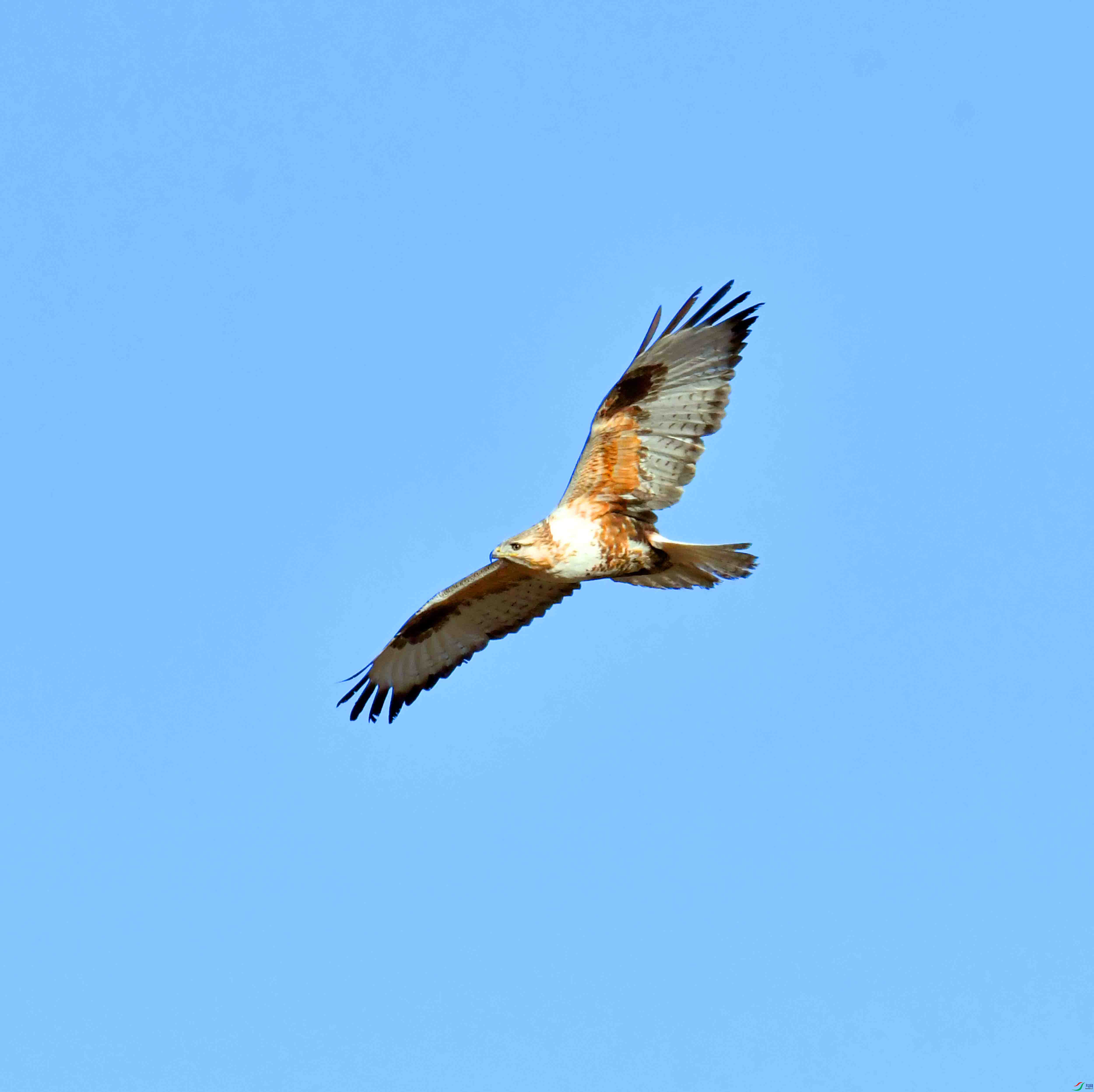 DSC_4466.JPG
