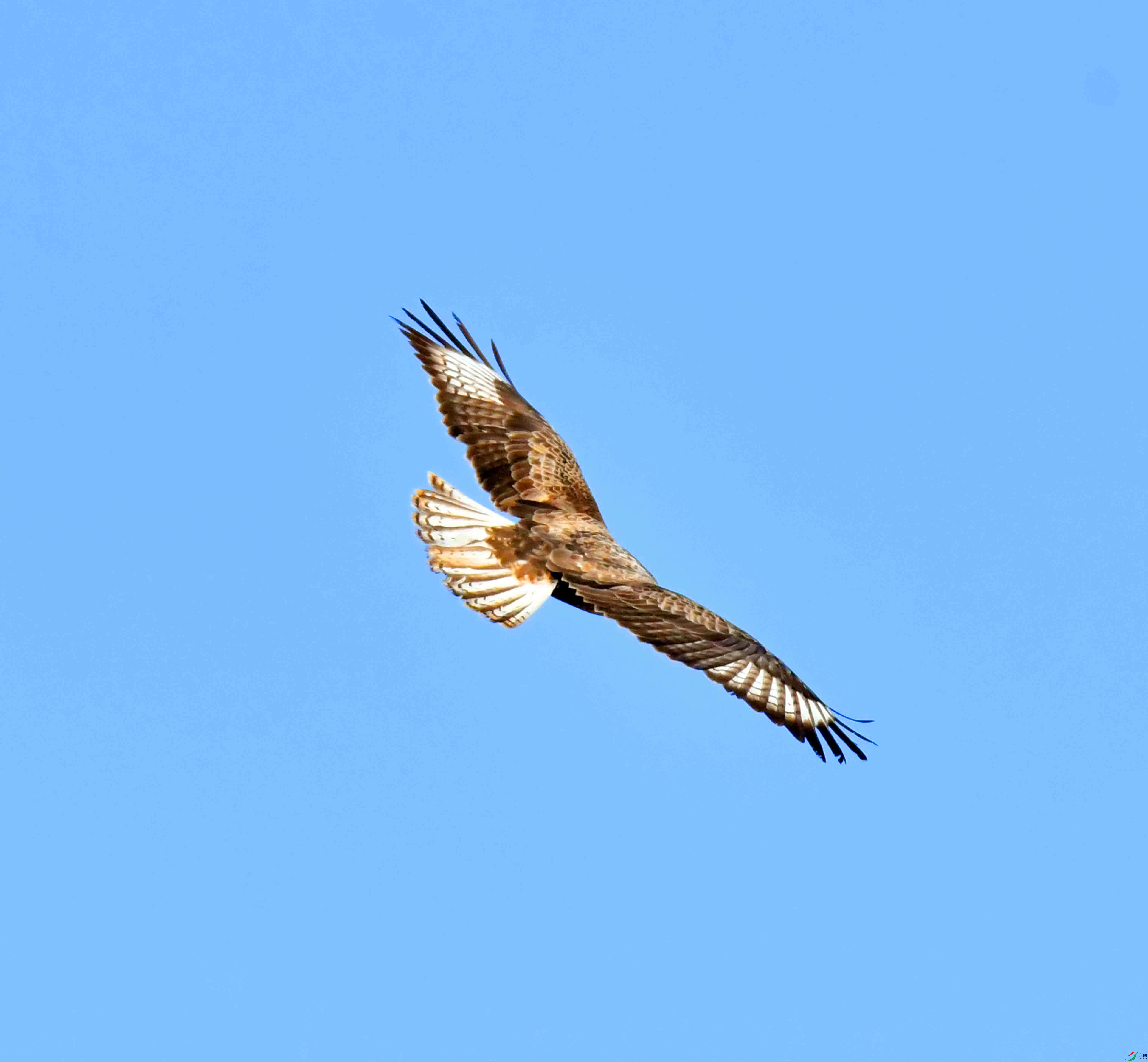 DSC_4478.JPG